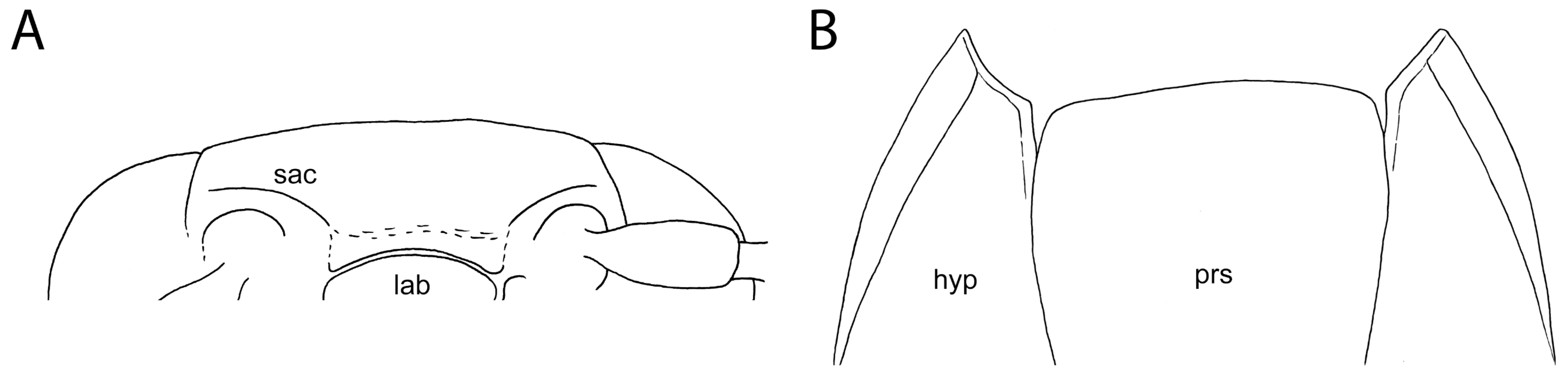 Diversity | Free Full-Text | Burmogonus gen. nov., a New Click Beetle ...