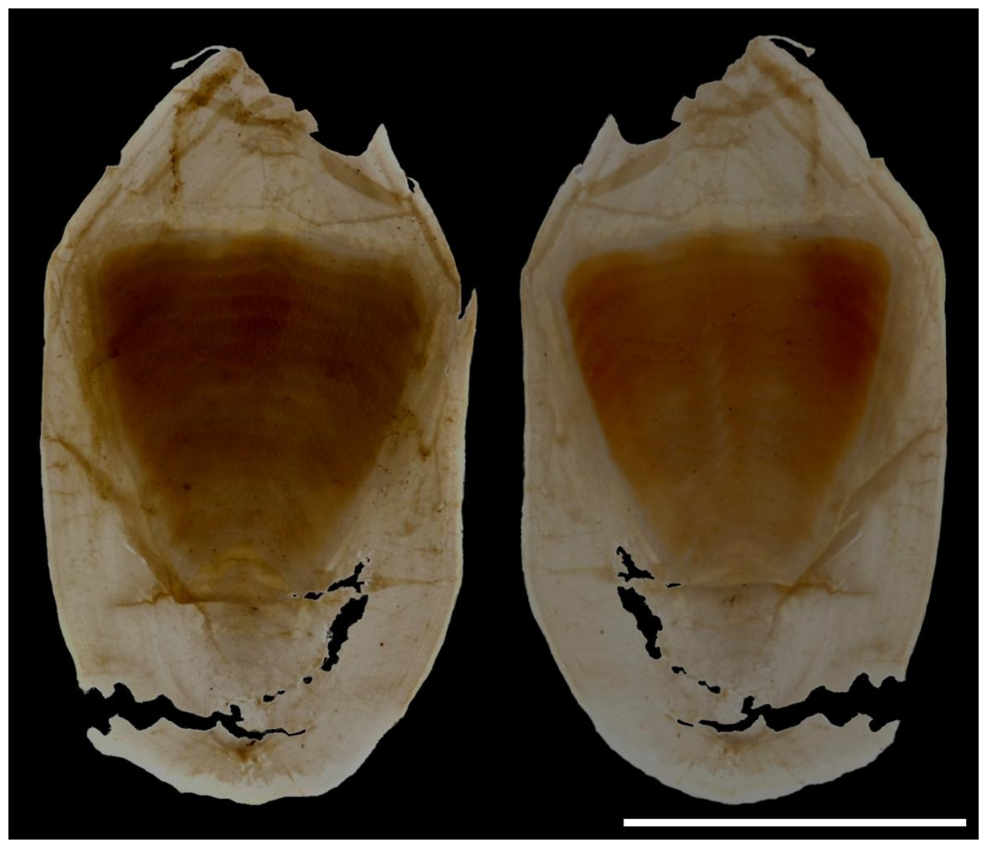 Dorsal (left) and ventral (right) views of the holotype of Sepia