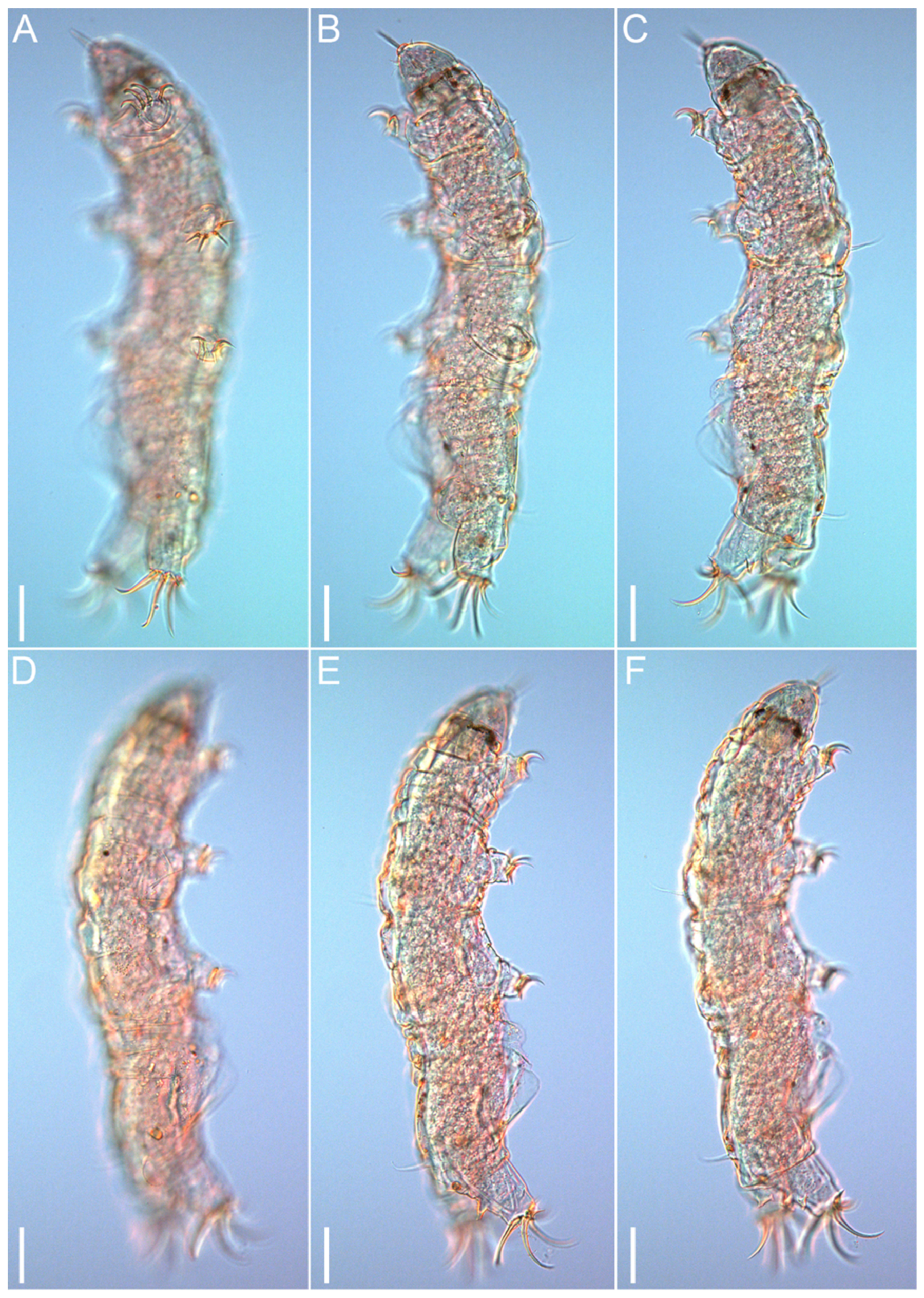 Diversity 14 01086 g003 Diversity 14 01086 g003