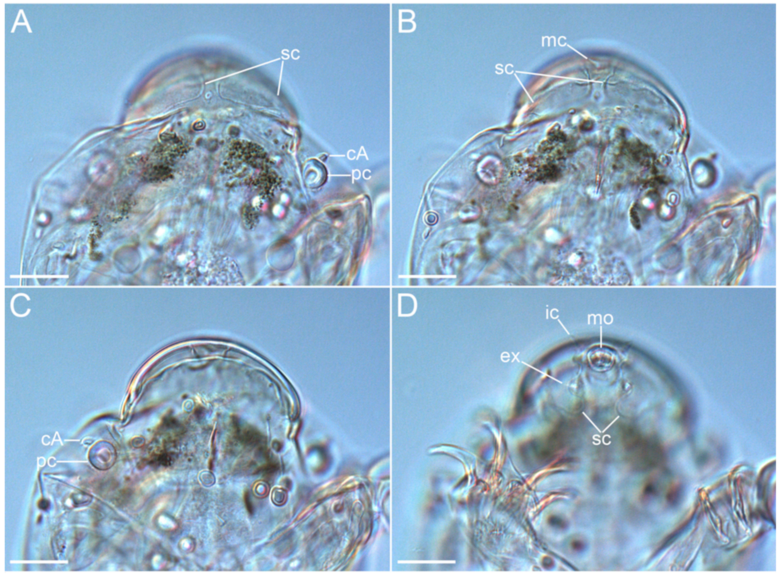 Diversity 14 01086 g007 Diversity 14 01086 g007