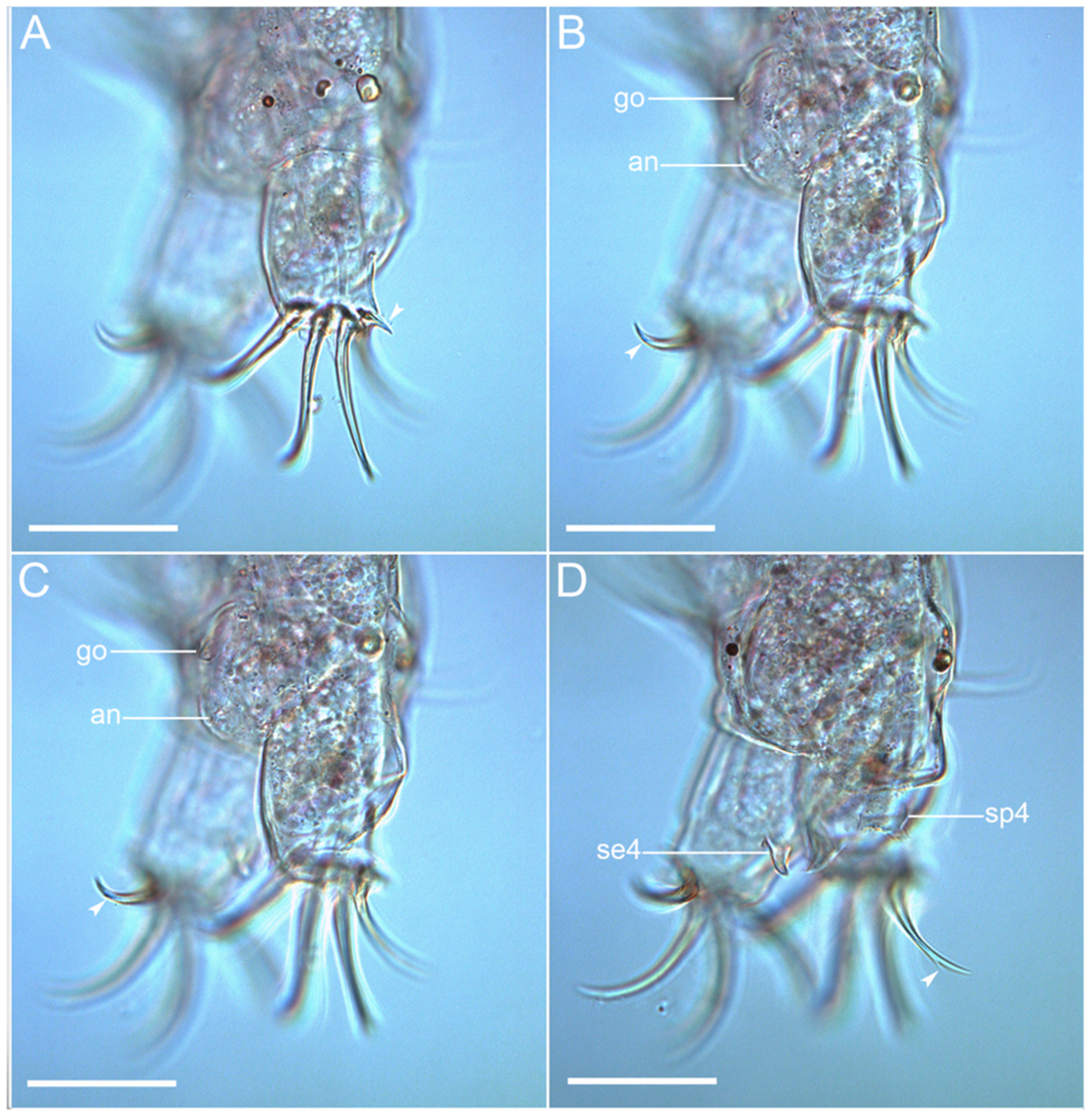 Diversity 14 01086 g008 Diversity 14 01086 g008