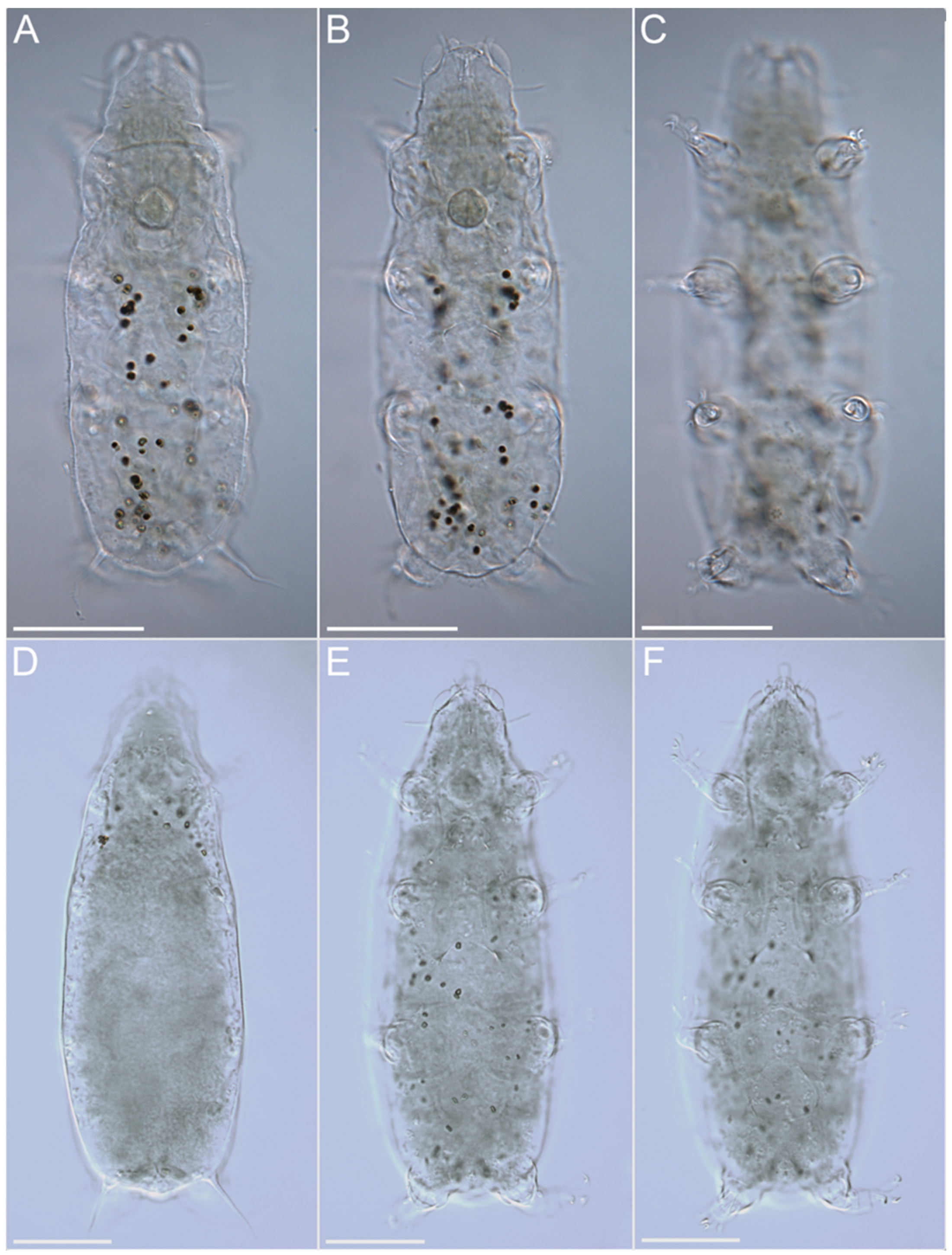 Diversity 14 01086 g012 Diversity 14 01086 g012