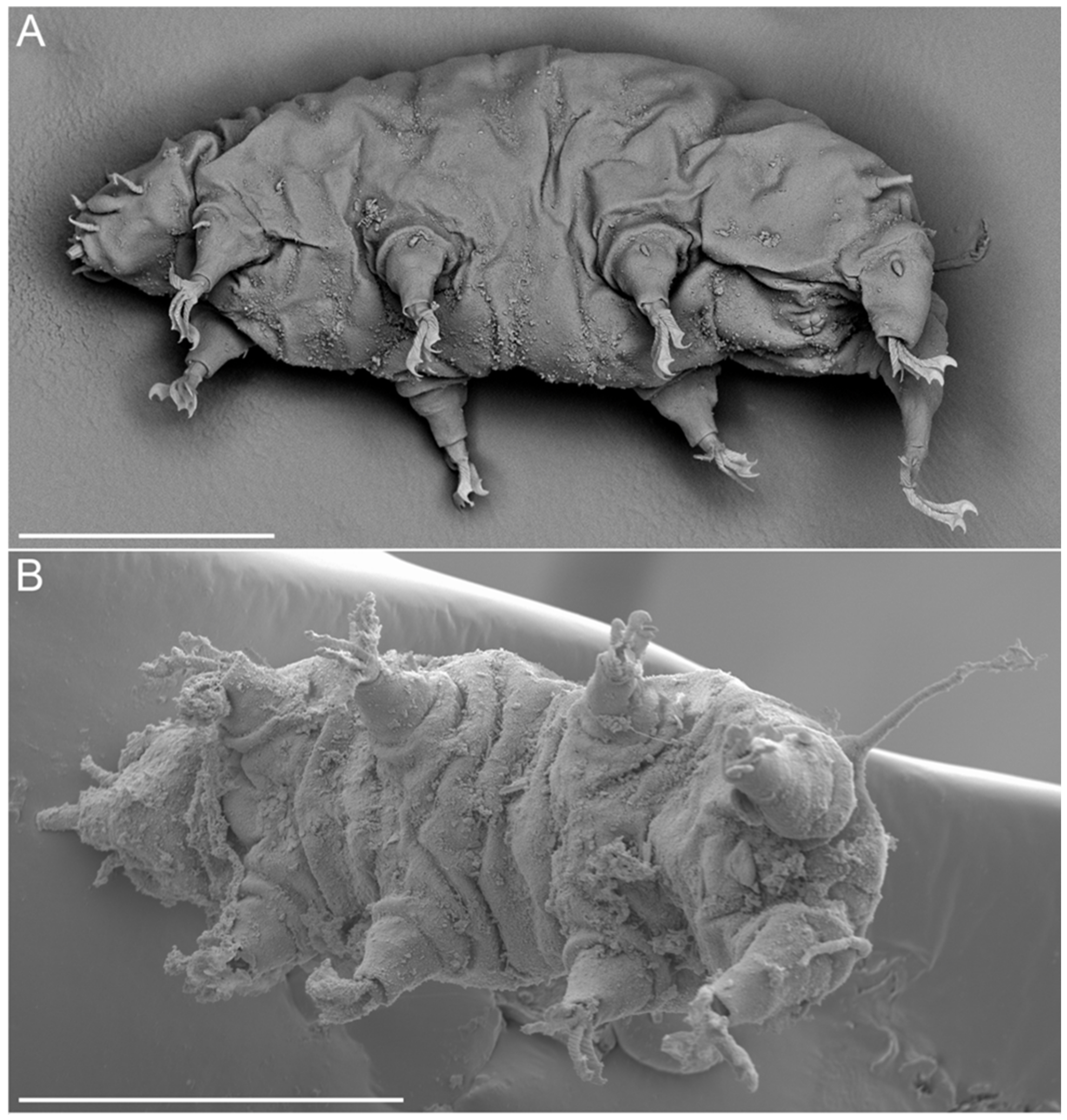 Diversity 14 01086 g013 Diversity 14 01086 g013