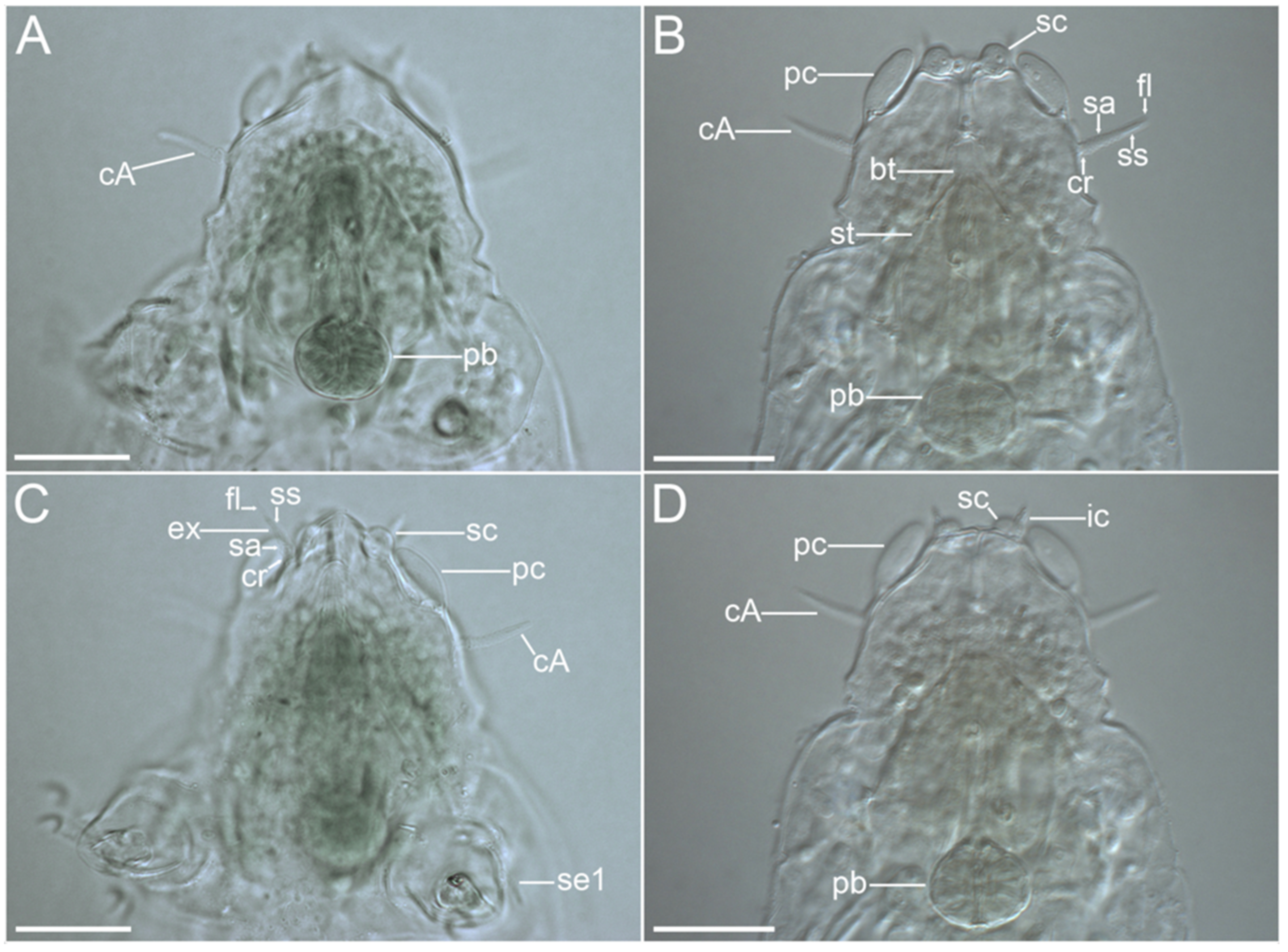 Diversity 14 01086 g014 Diversity 14 01086 g014