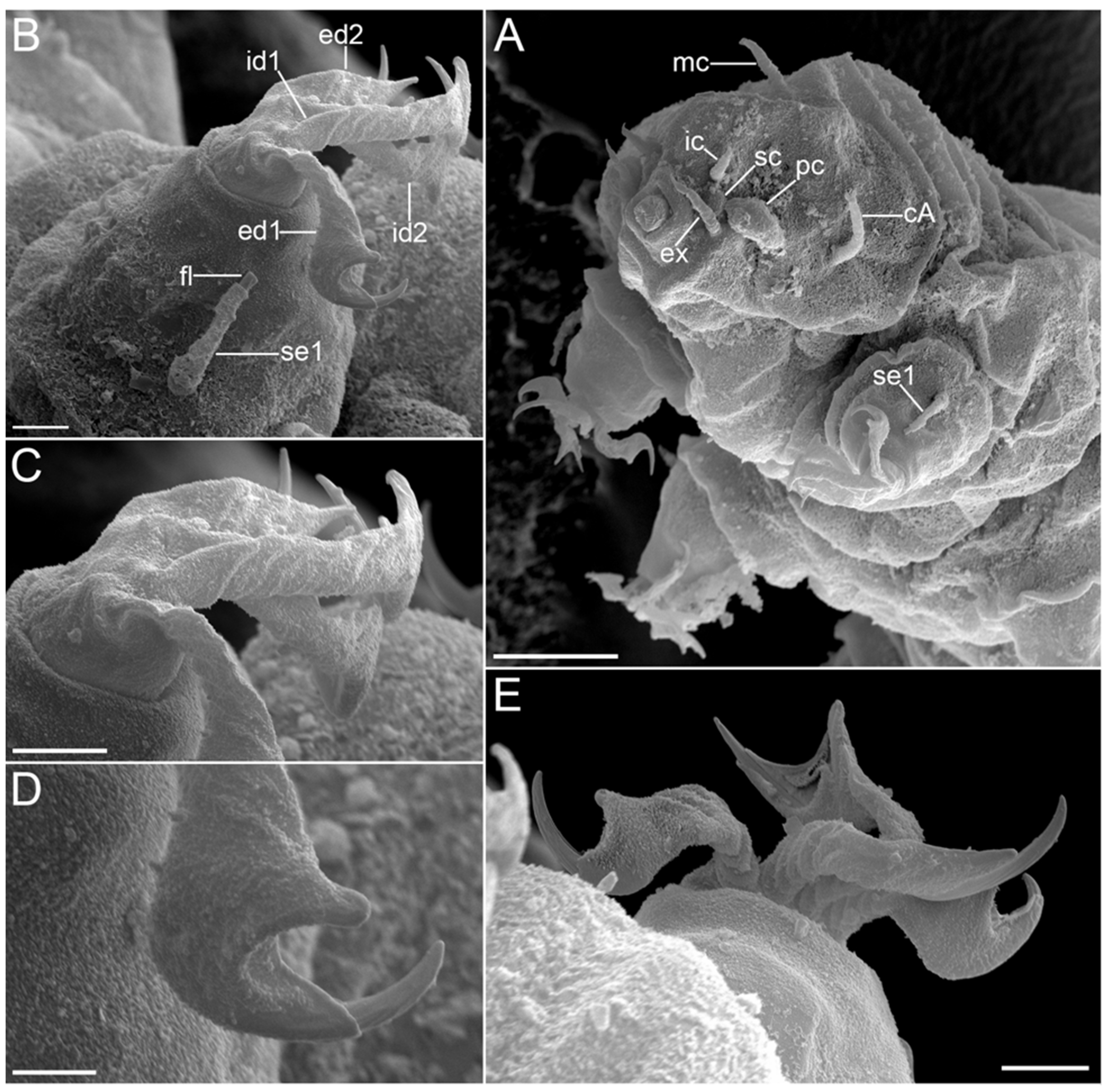 Diversity 14 01086 g016 Diversity 14 01086 g016