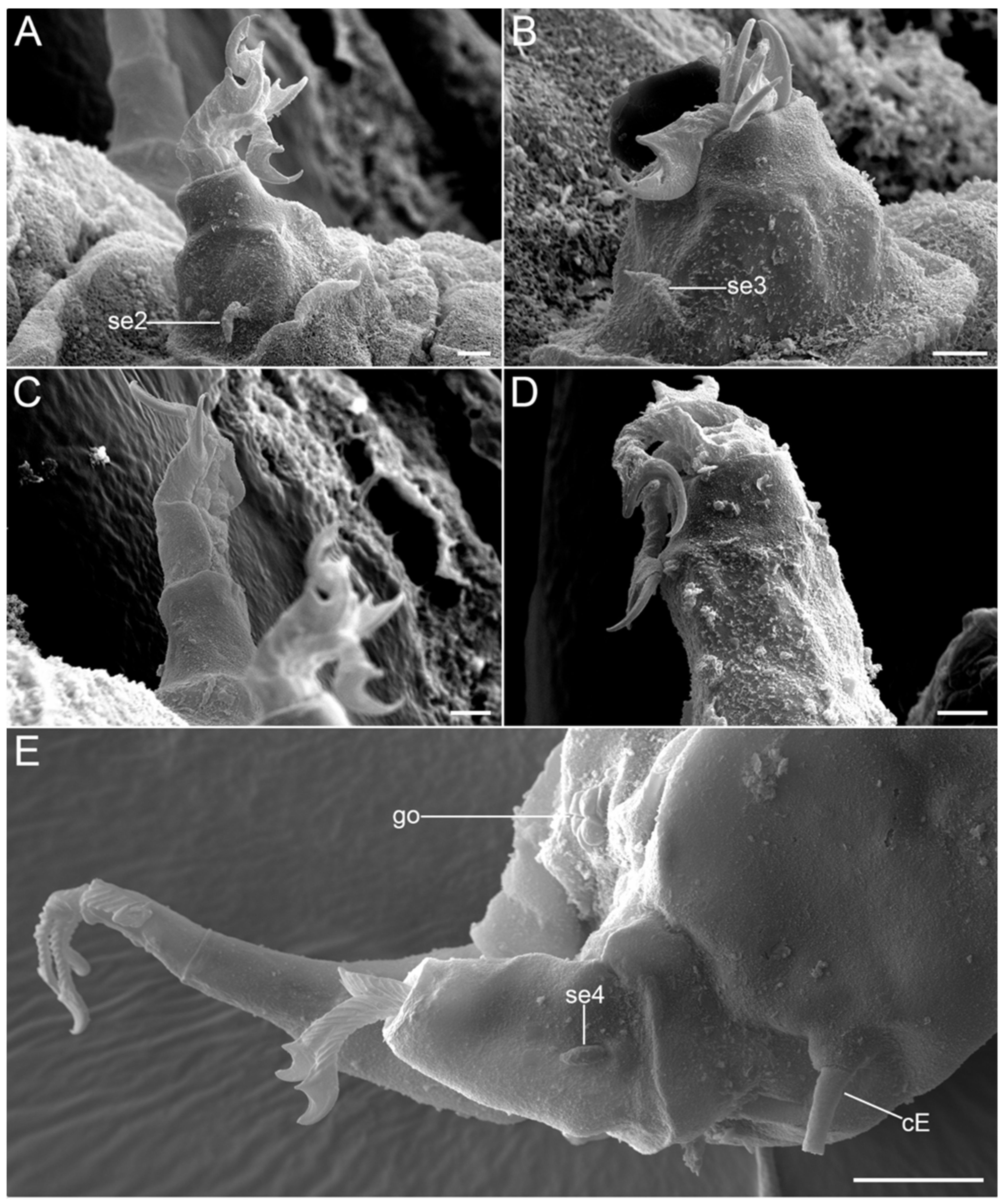 Diversity 14 01086 g017 Diversity 14 01086 g017