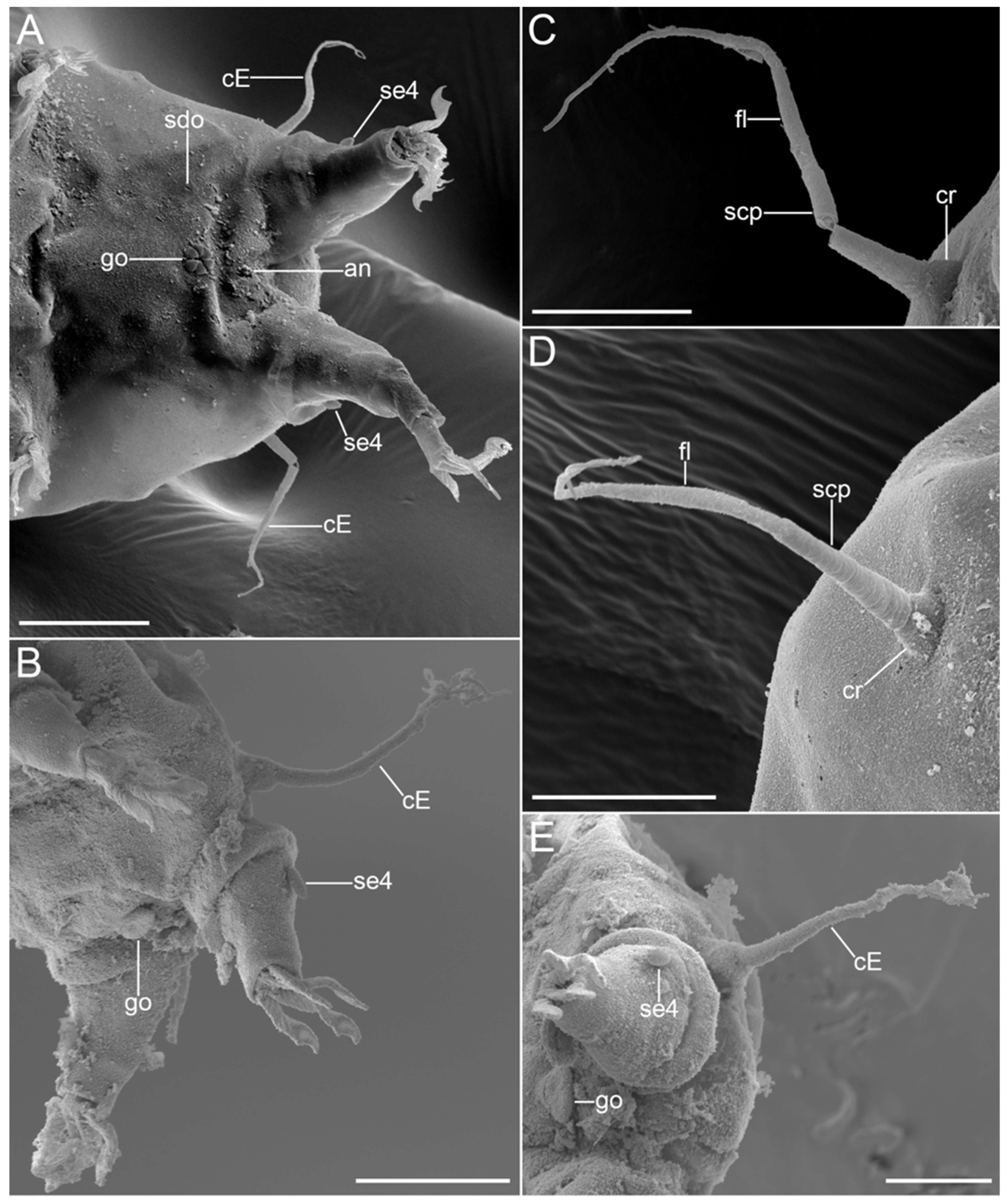 Diversity 14 01086 g018 Diversity 14 01086 g018