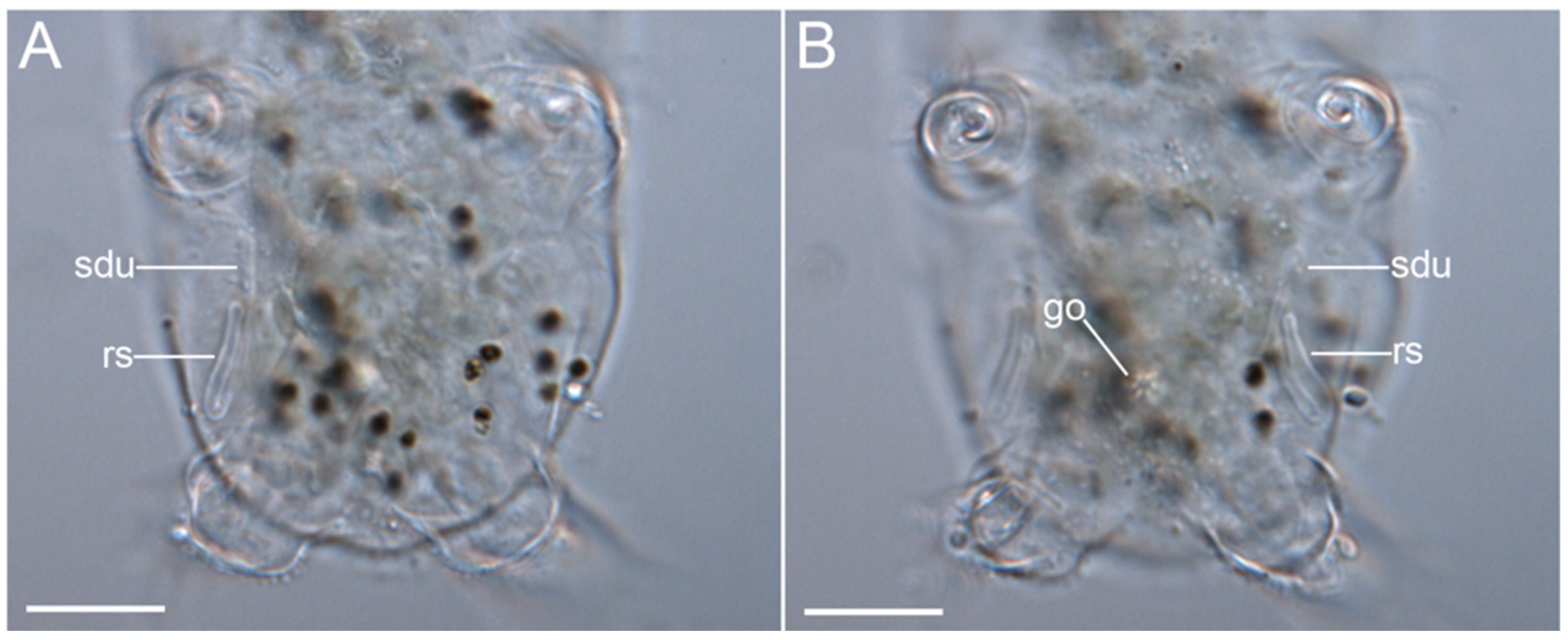 Diversity 14 01086 g019 Diversity 14 01086 g019