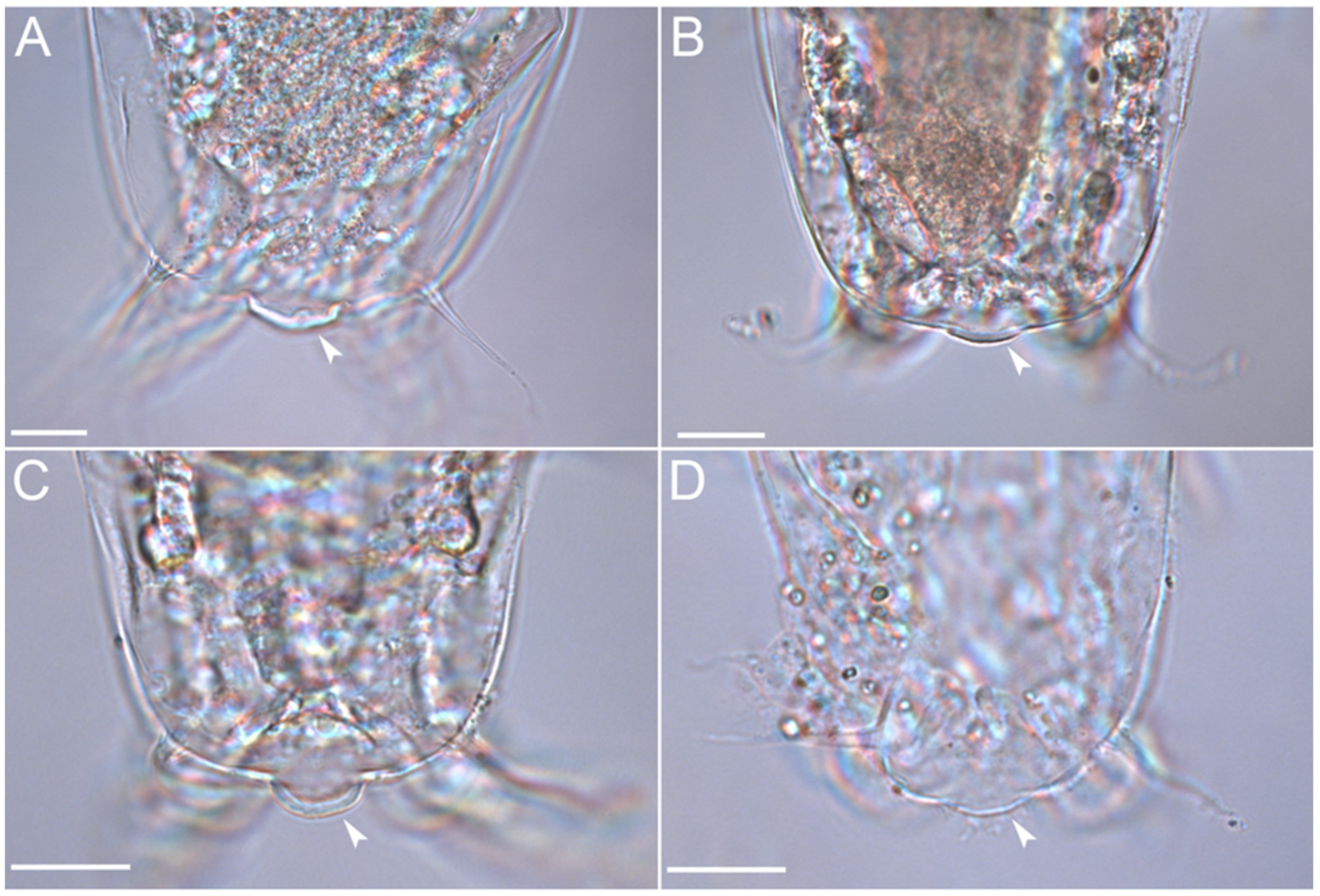 Diversity 14 01086 g021 Diversity 14 01086 g021