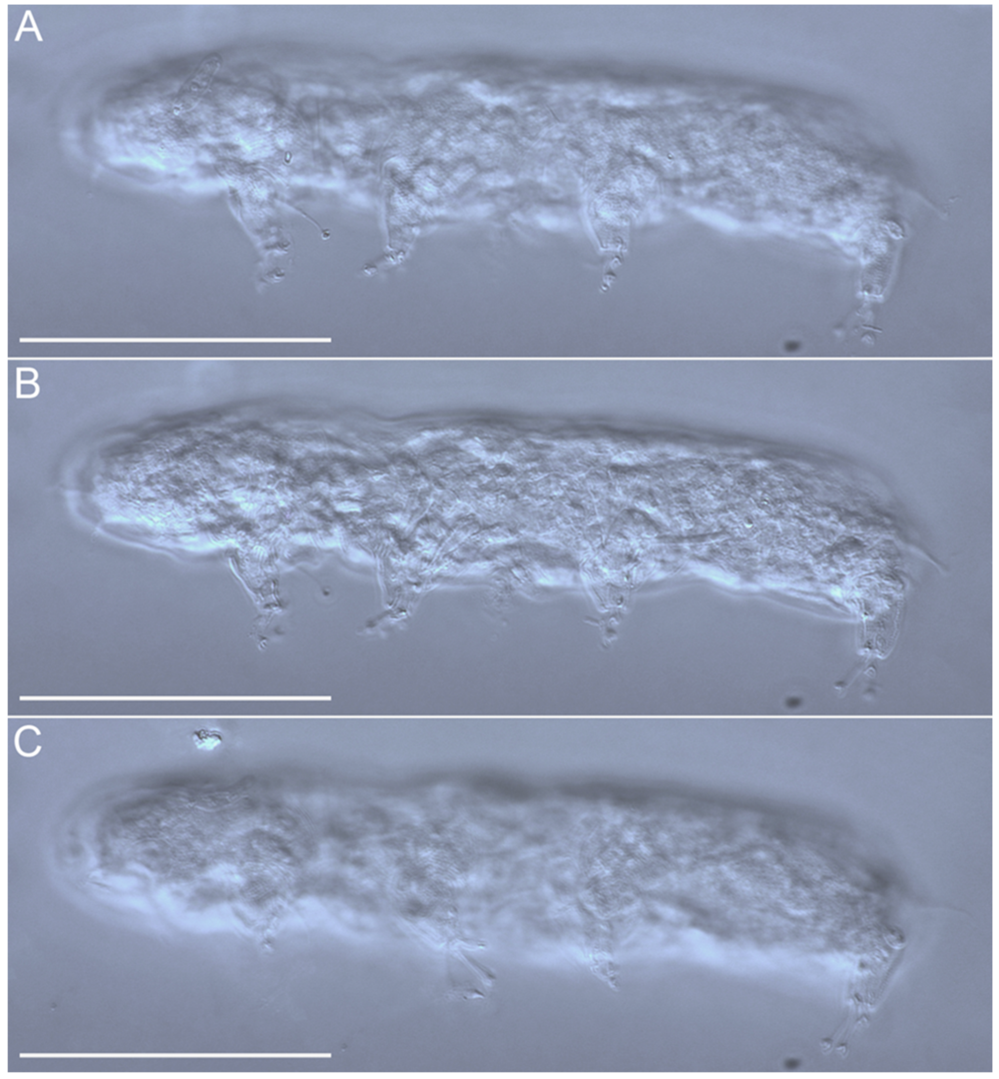 Diversity 14 01086 g023 Diversity 14 01086 g023