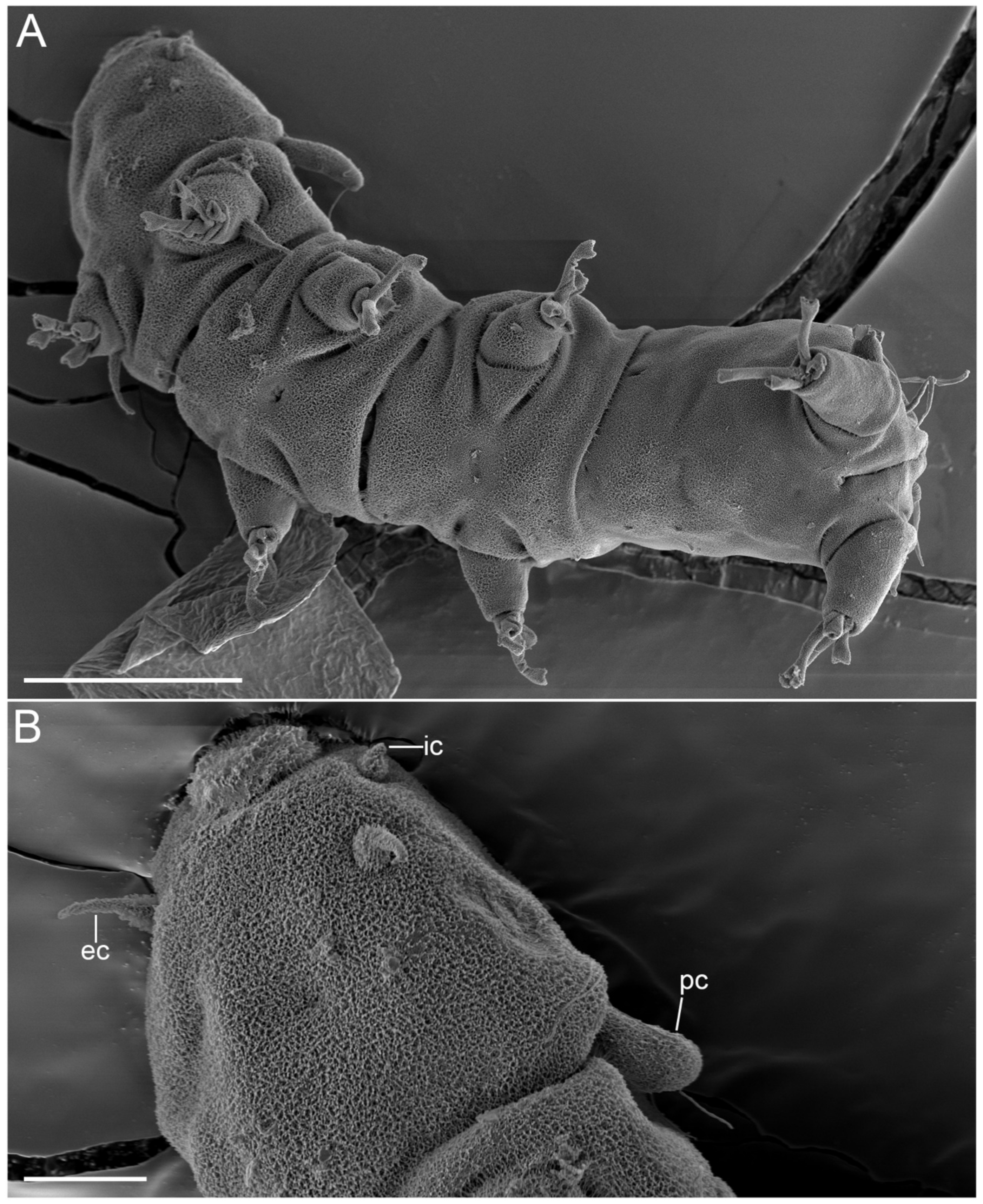 Diversity 14 01086 g024 Diversity 14 01086 g024