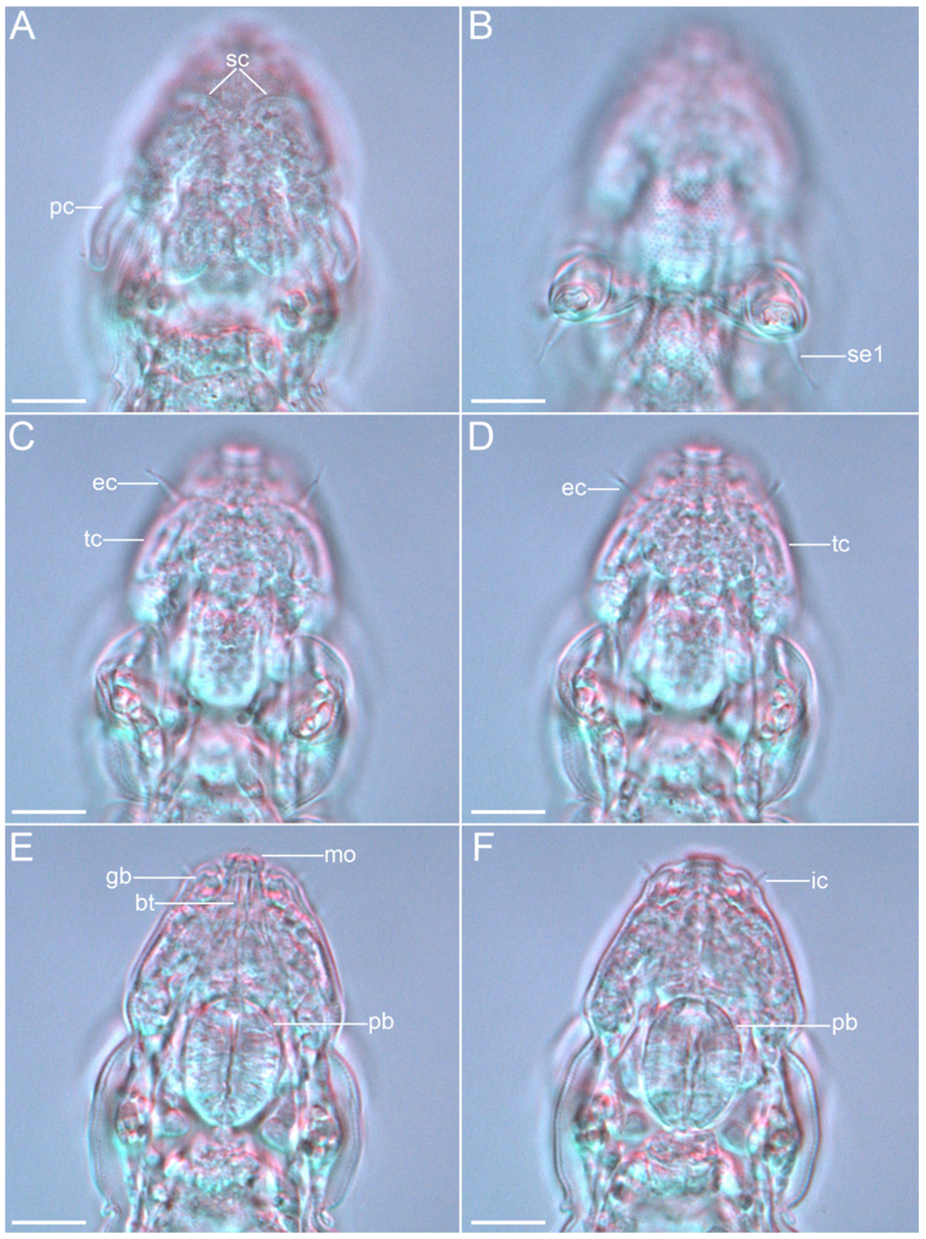 Diversity 14 01086 g025 Diversity 14 01086 g025