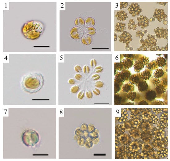 Diversity | Free Full-Text | Morphological and Molecular ...