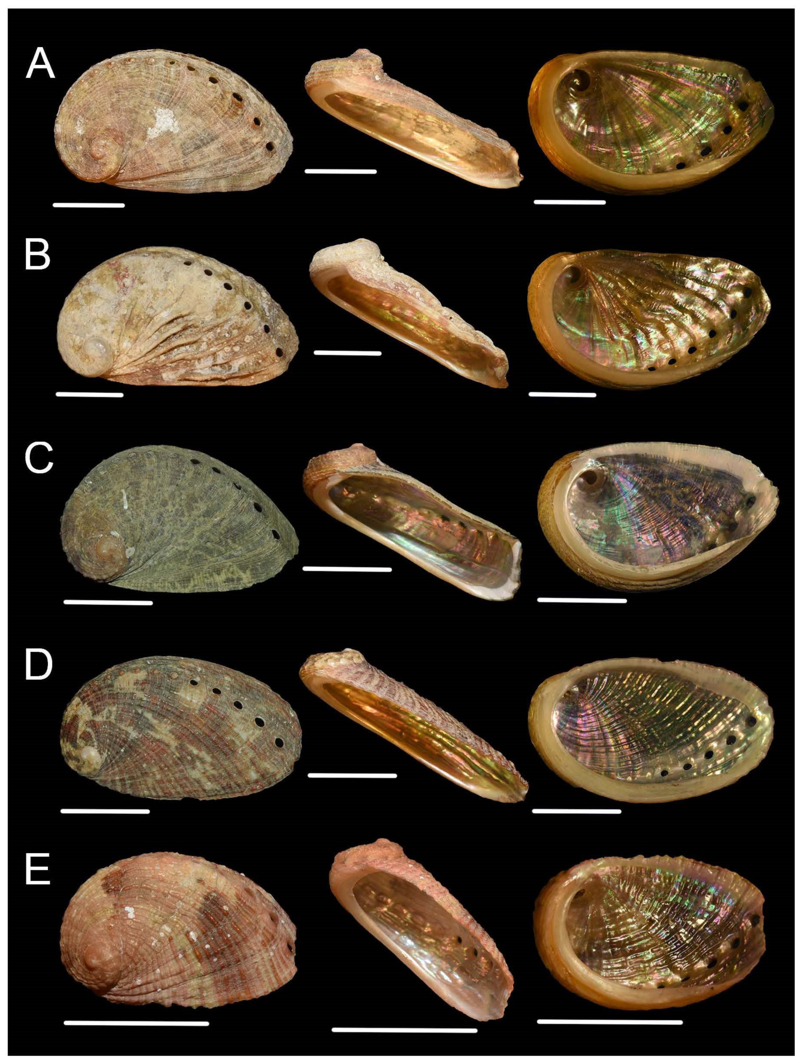 Diversity | Free Full-Text | How Many Abalone Species Live in the  Mediterranean Sea?