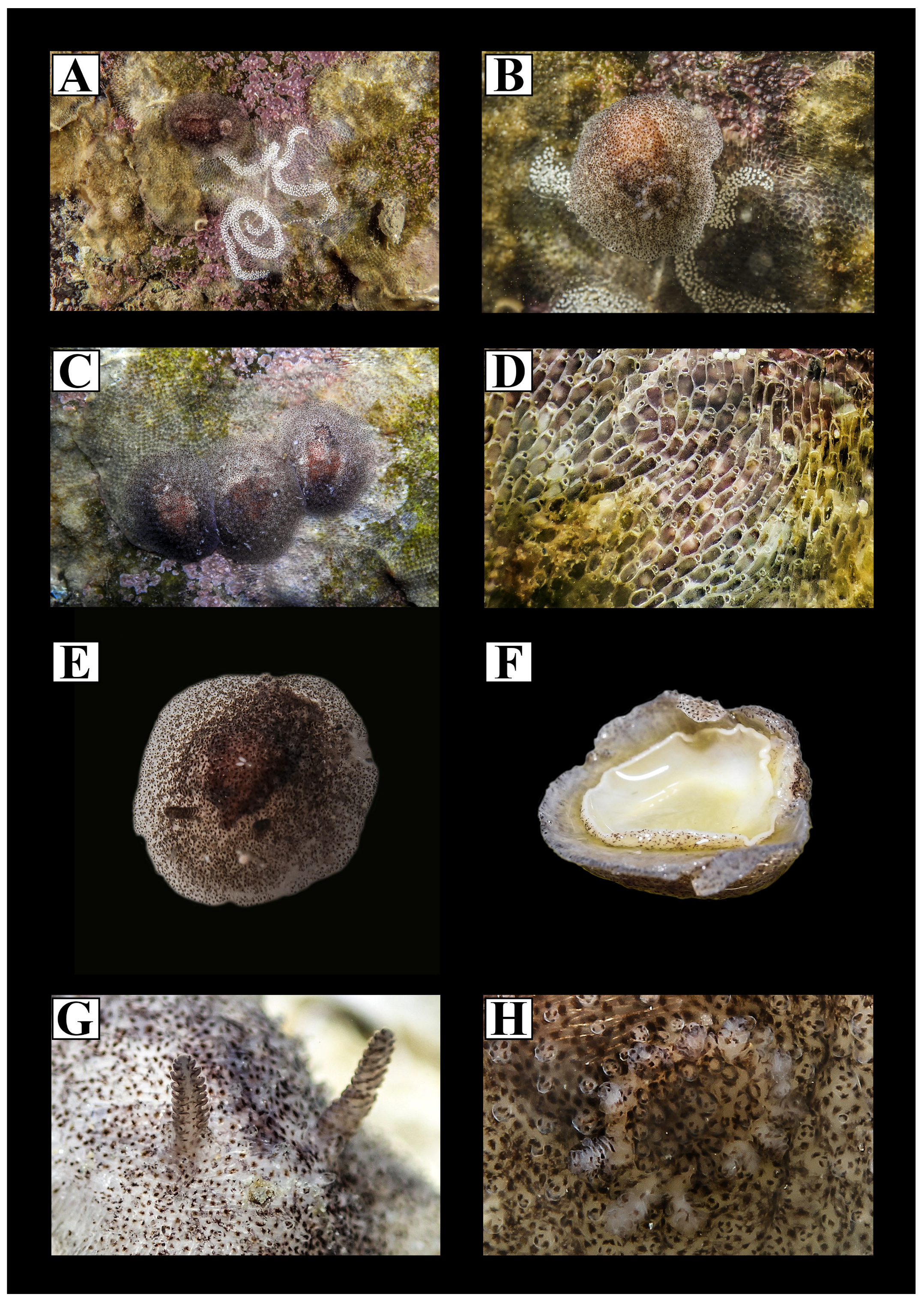 Diversity | Free Full-Text | Mediterranean Matters: Revision of the Family  Onchidorididae (Mollusca, Nudibranchia) with the Description of a New Genus  and a New Species