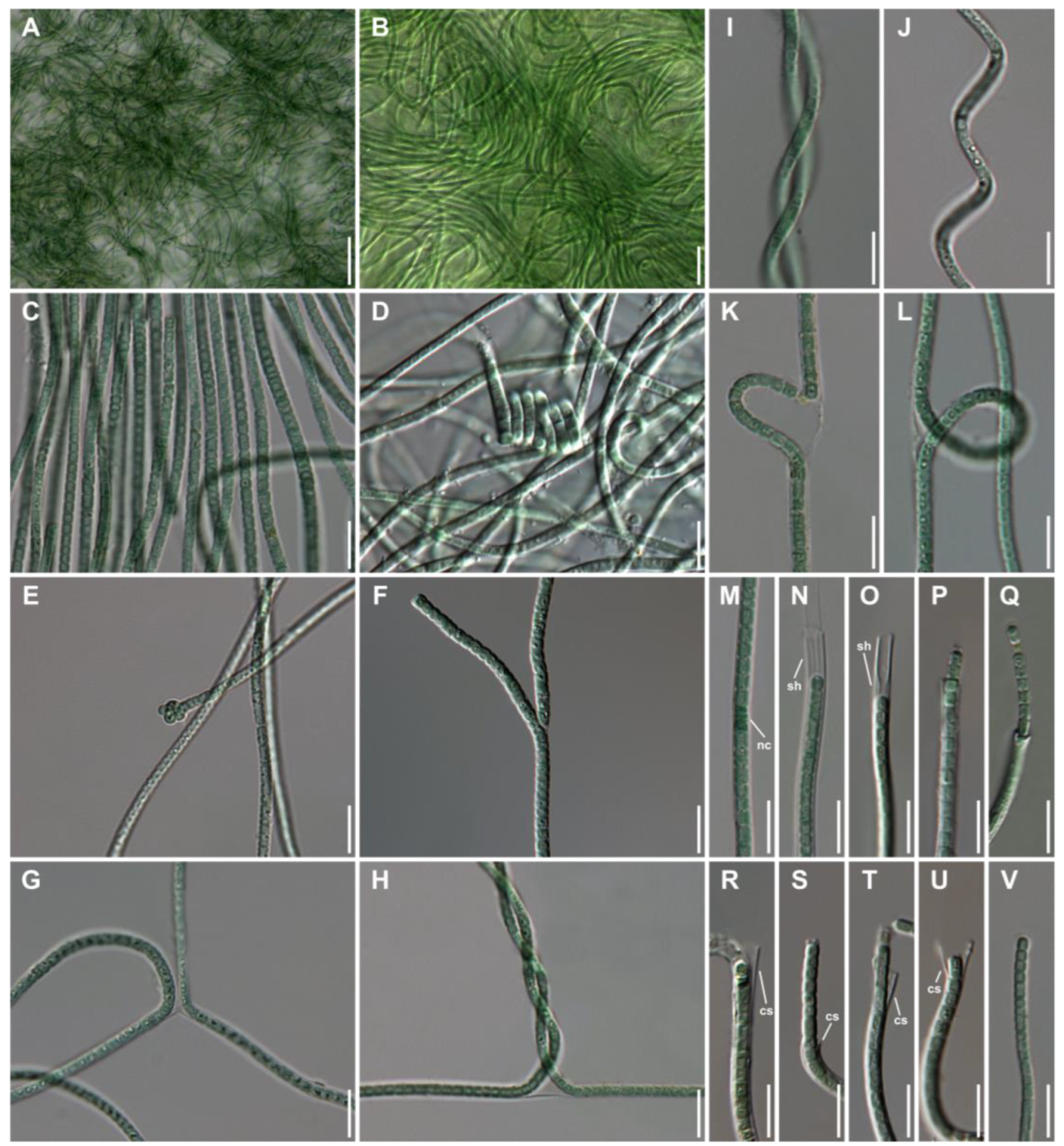 Diversity 15 00065 g002