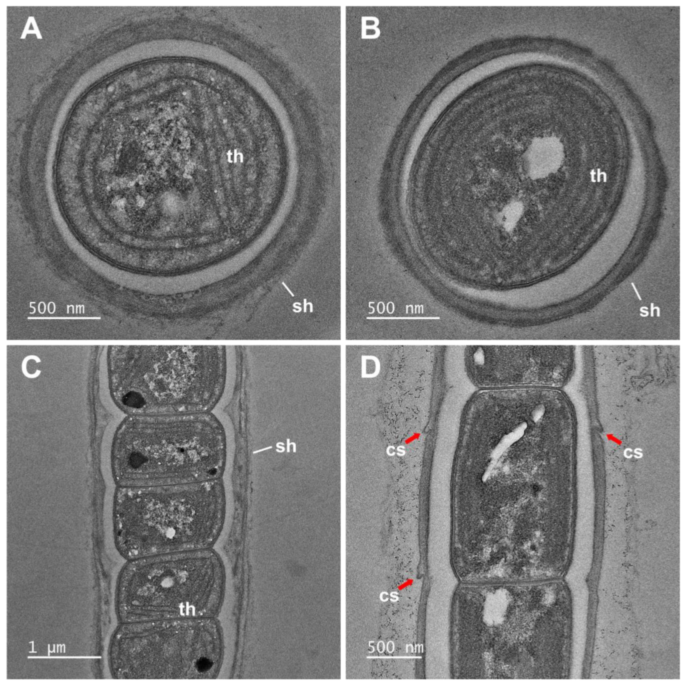Diversity 15 00065 g003
