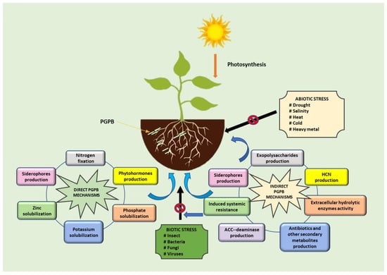 Diversity | Free Full-Text | Plant Growth-Promoting Bacteria (PGPB ...