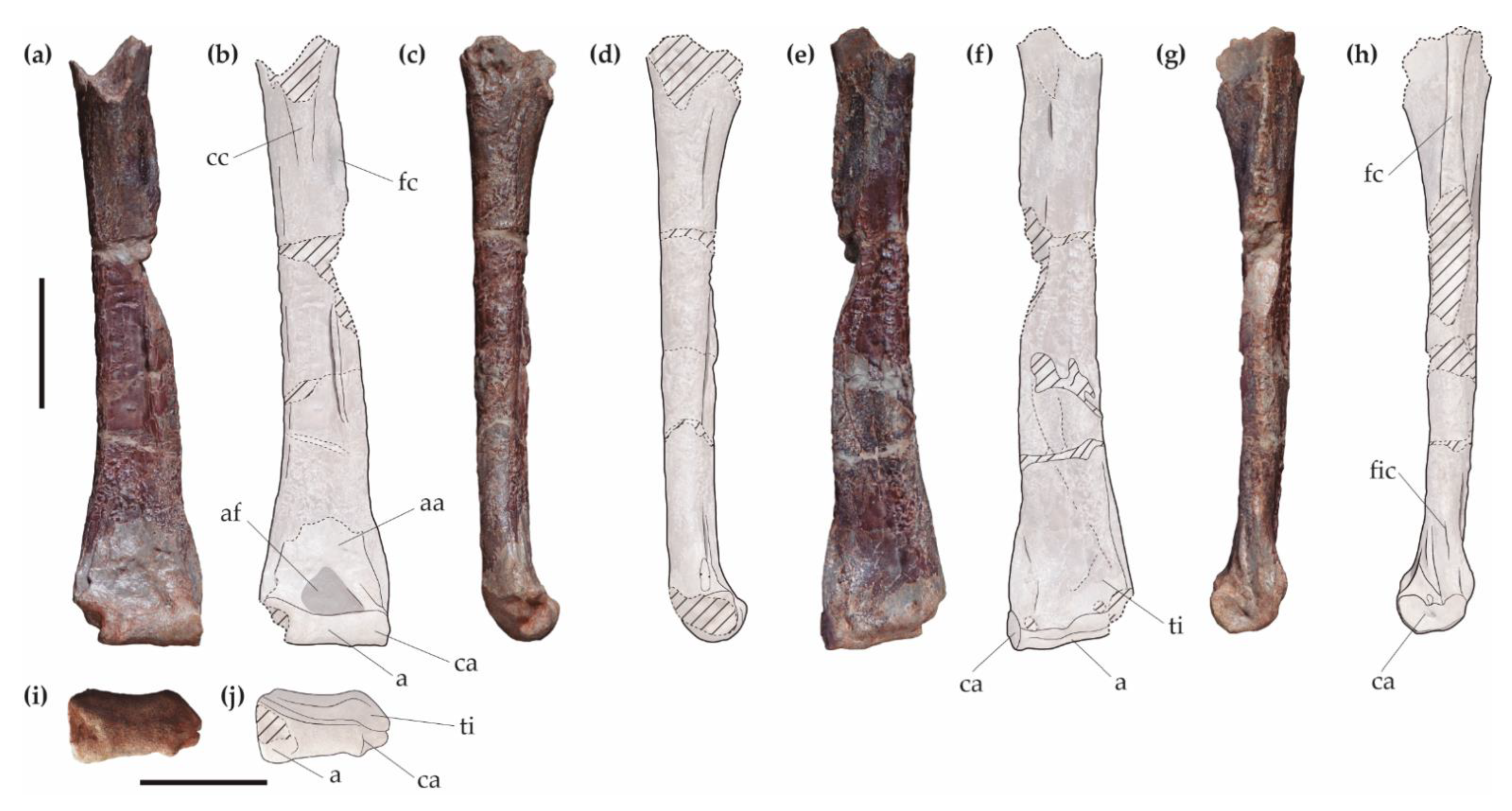 Diversity | Free Full-Text | An Eudromaeosaurian Theropod from Lo Hueco  (Upper Cretaceous. Central Spain)