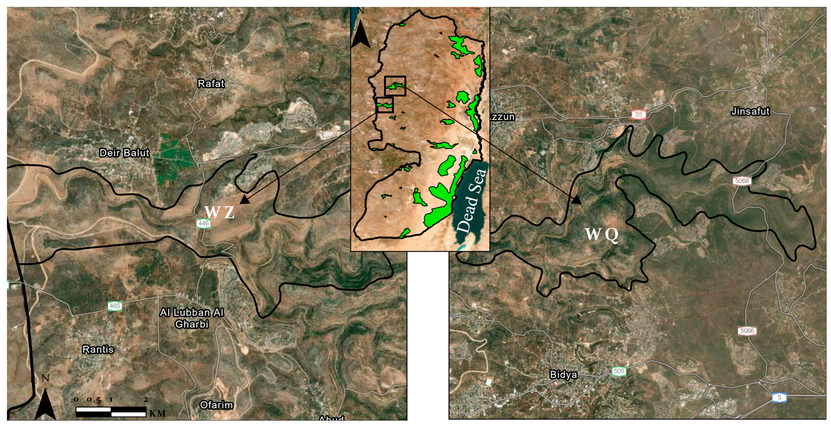 Diversity | Free Full-Text | Flora and Conservation Issues in Two Protected  Areas in Palestine: Wadi Al-Zarqa Al-Ulwi and Wadi Qana
