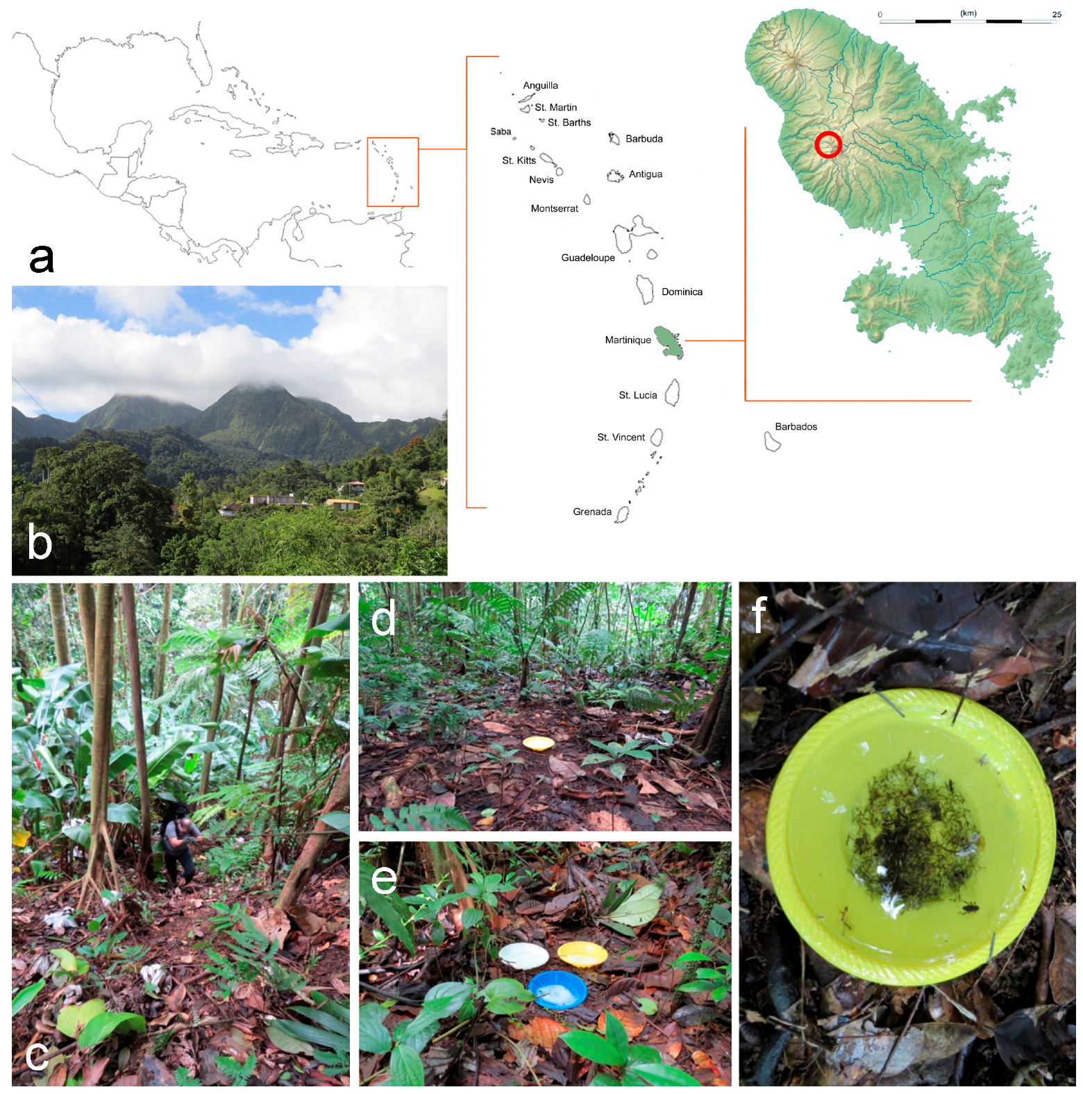 Diversity | Free Full-Text | The Crane Flies of Martinique, with the  Description of Four New Species (Diptera, Tipuloidea)