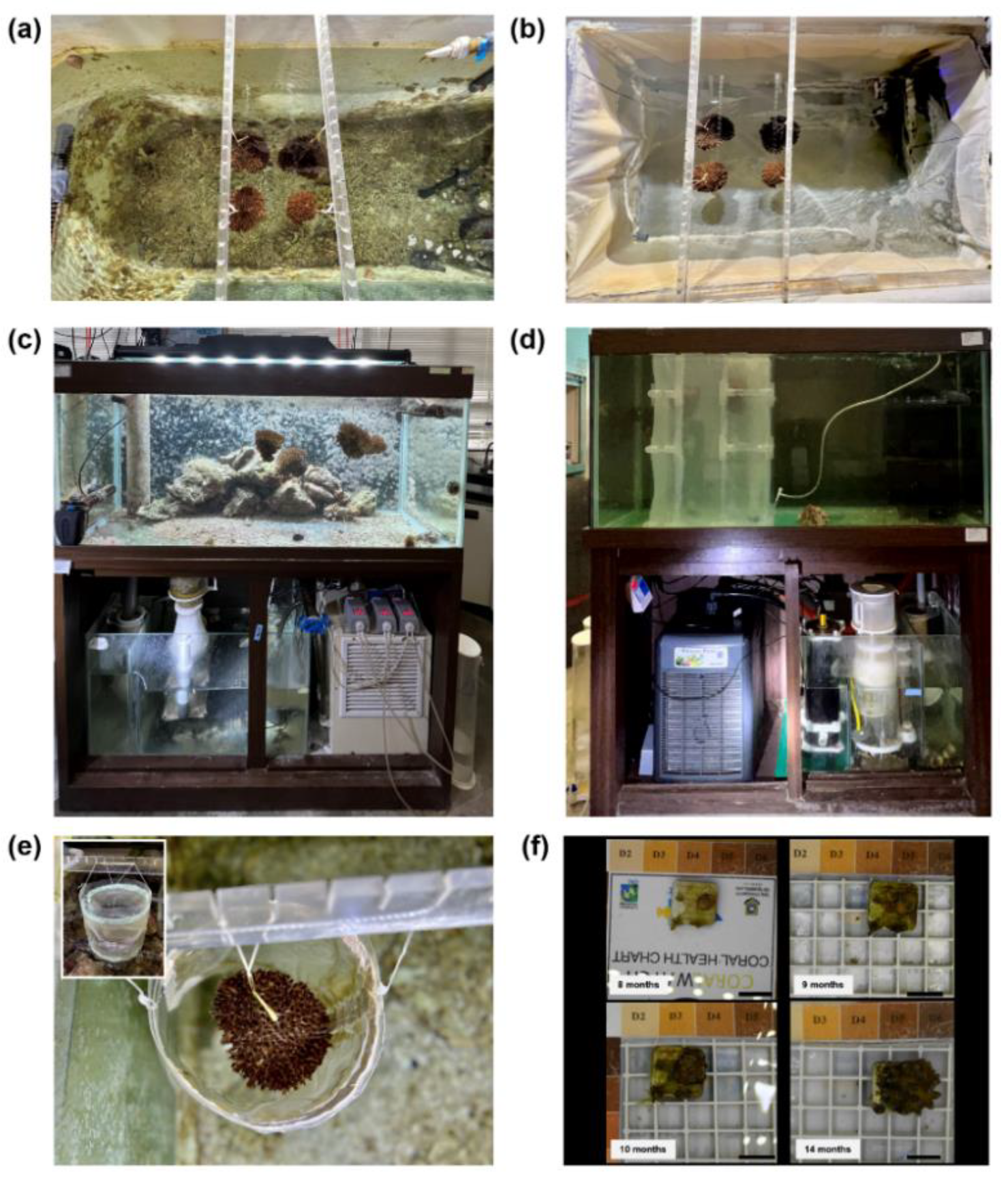 Diversity 15 00218 g001