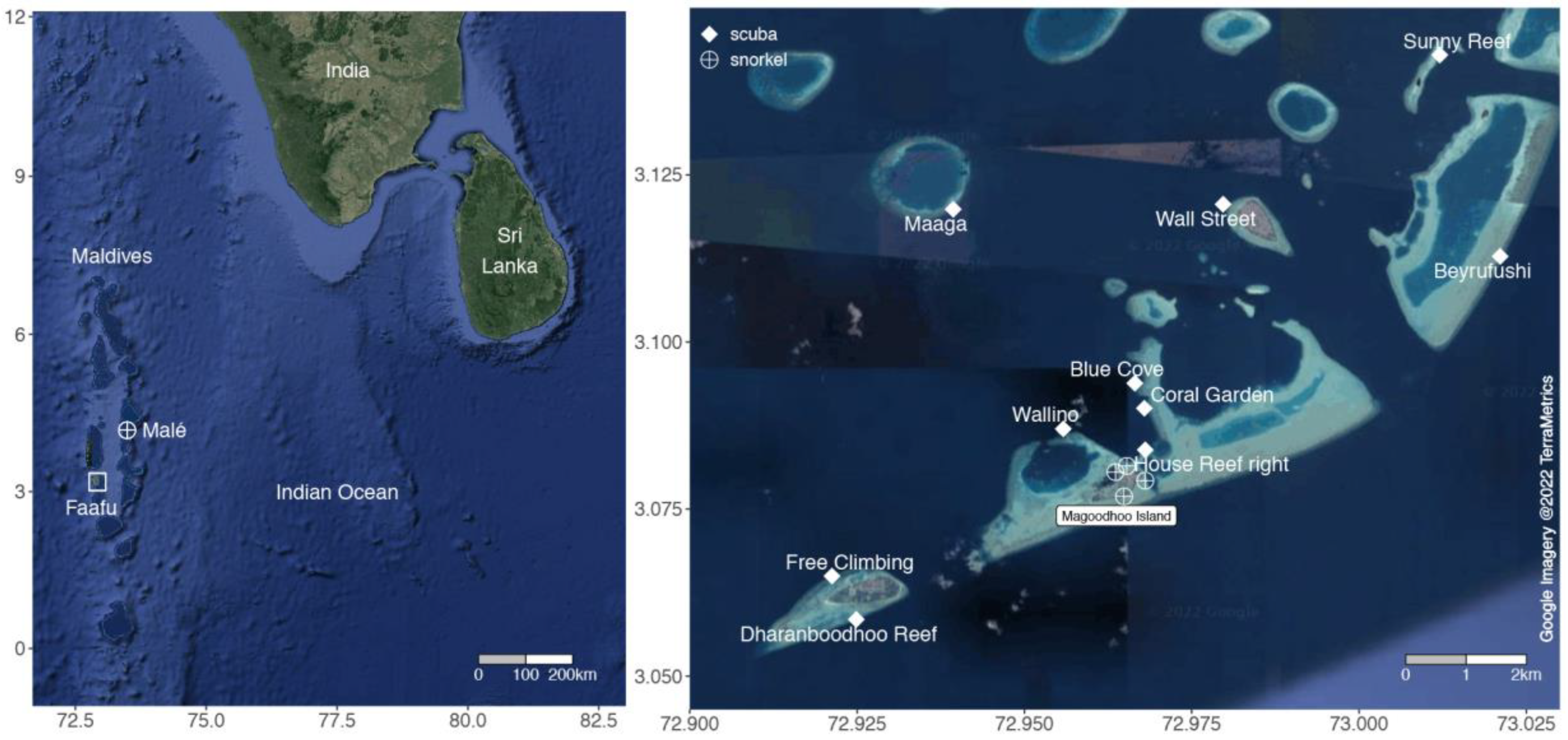 Diversity | Free Full-Text | Photographic Checklist, DNA Barcoding, and New  Species of Sea Slugs and Snails from the Faafu Atoll, Maldives (Gastropoda:  Heterobranchia and Vetigastropoda)