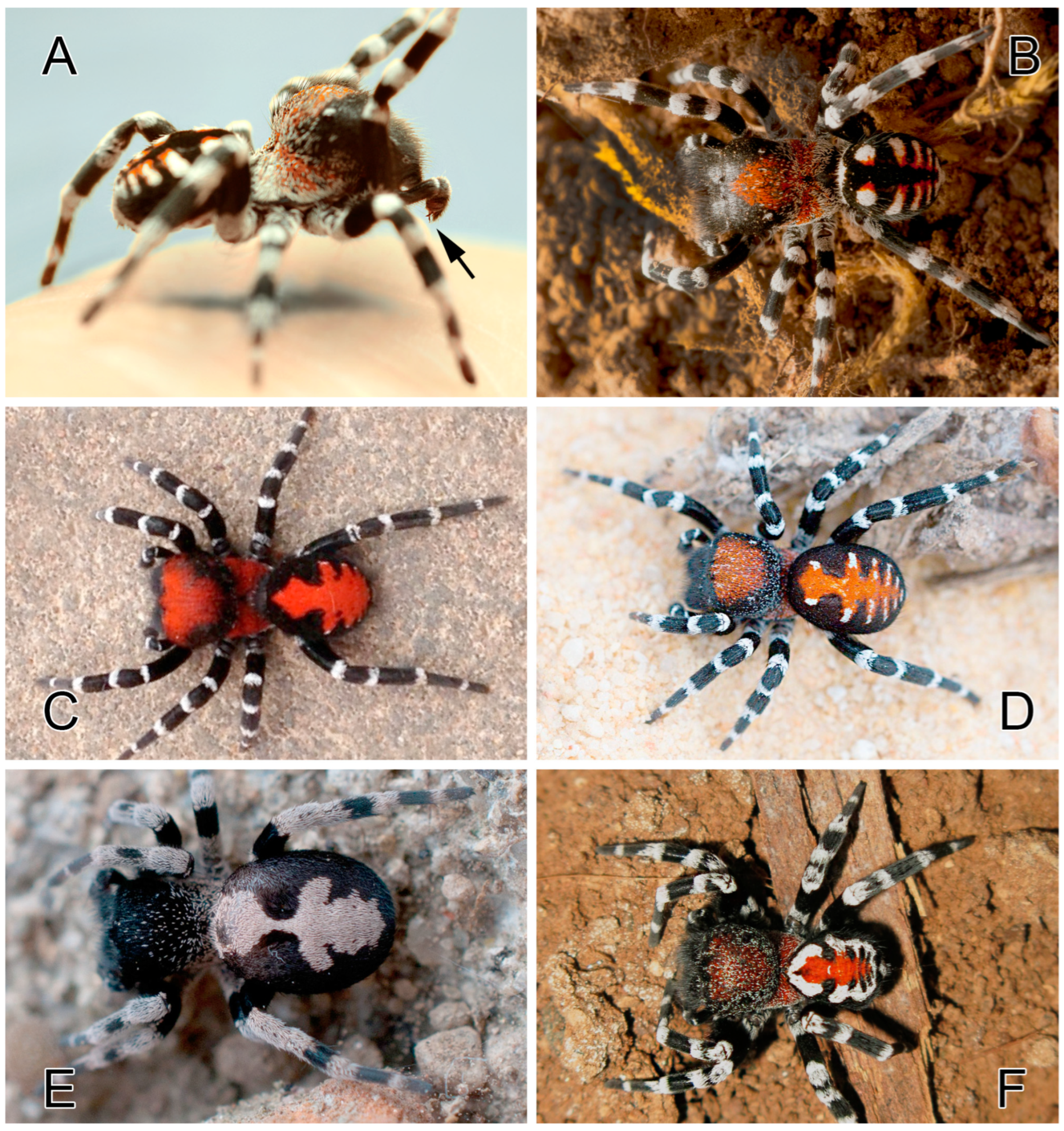 Diversity | Free Full-Text | A Study in Scarlet: Integrative Taxonomy of  the Spider Genus Loureedia (Araneae: Eresidae)