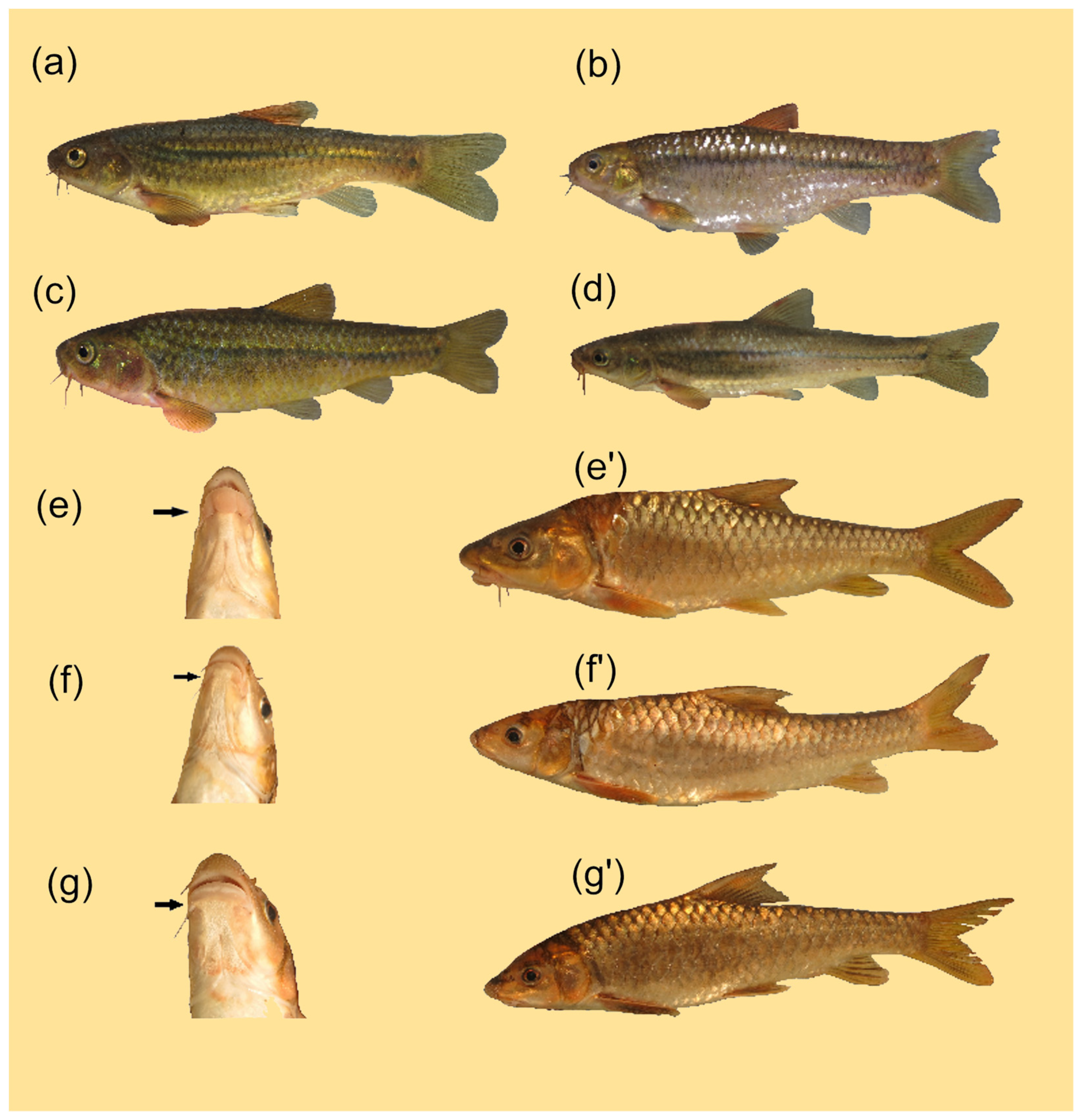 Diversity | Free Full-Text | Checklist of the Fishes of the Kundelungu  National Park (Upper Congo Basin, DR Congo): Species Diversity and  Endemicity of a Poorly Known Ichthyofauna