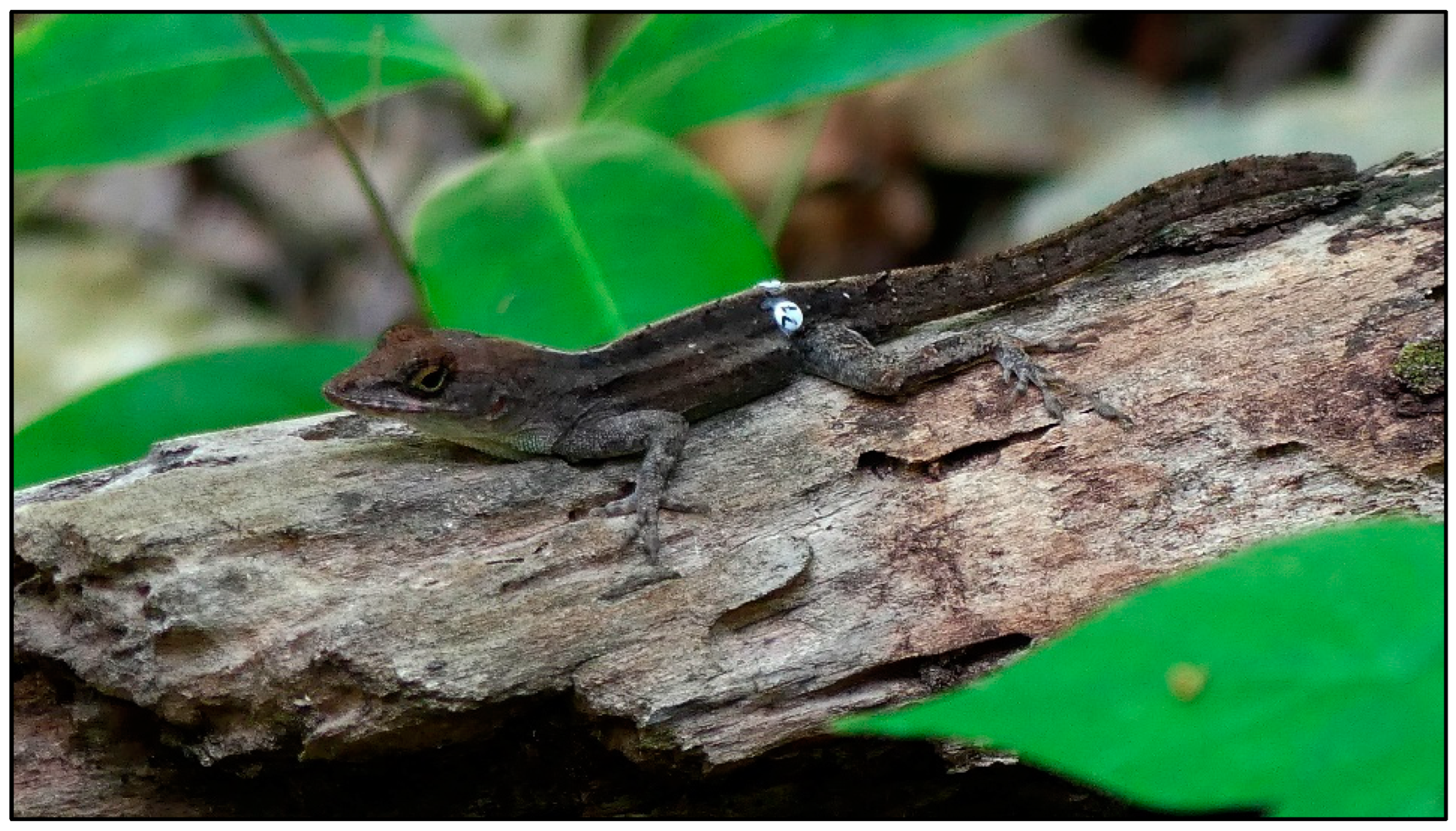 Lizards of South Carolina  South Carolina Partners in Amphibian and  Reptile Conservation