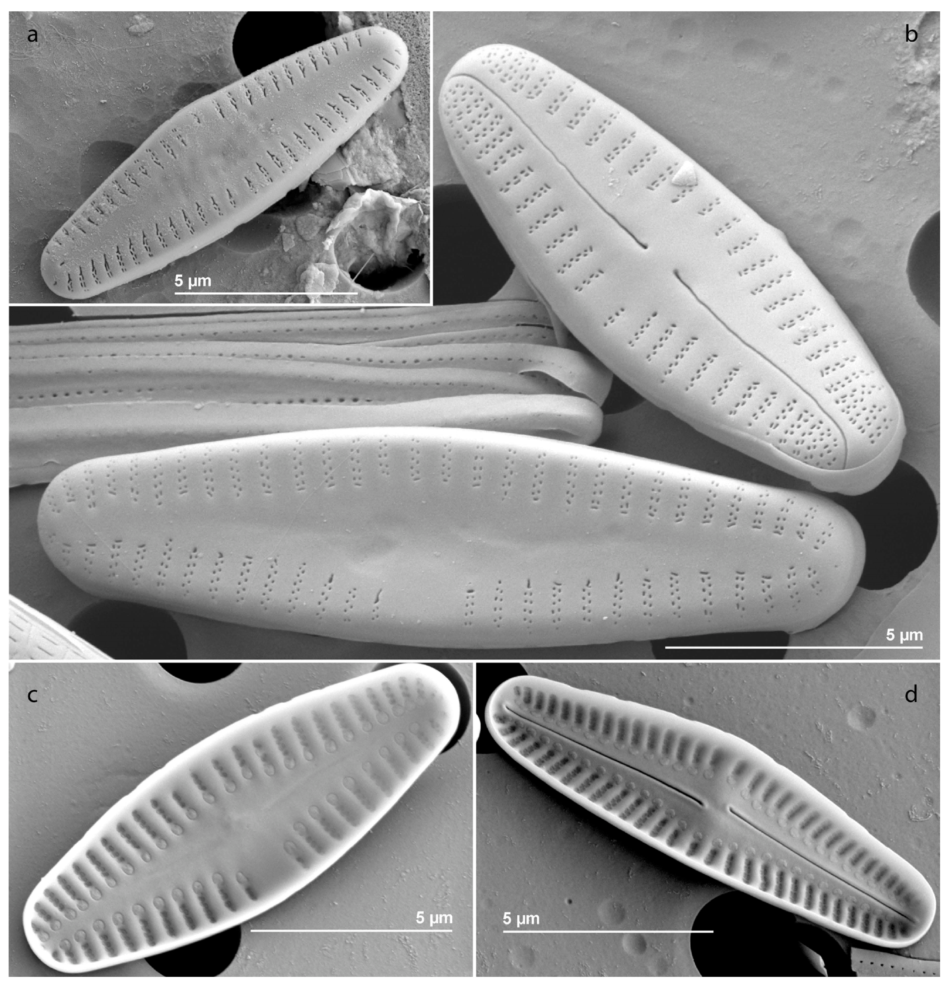 Diversity 15 00283 g006