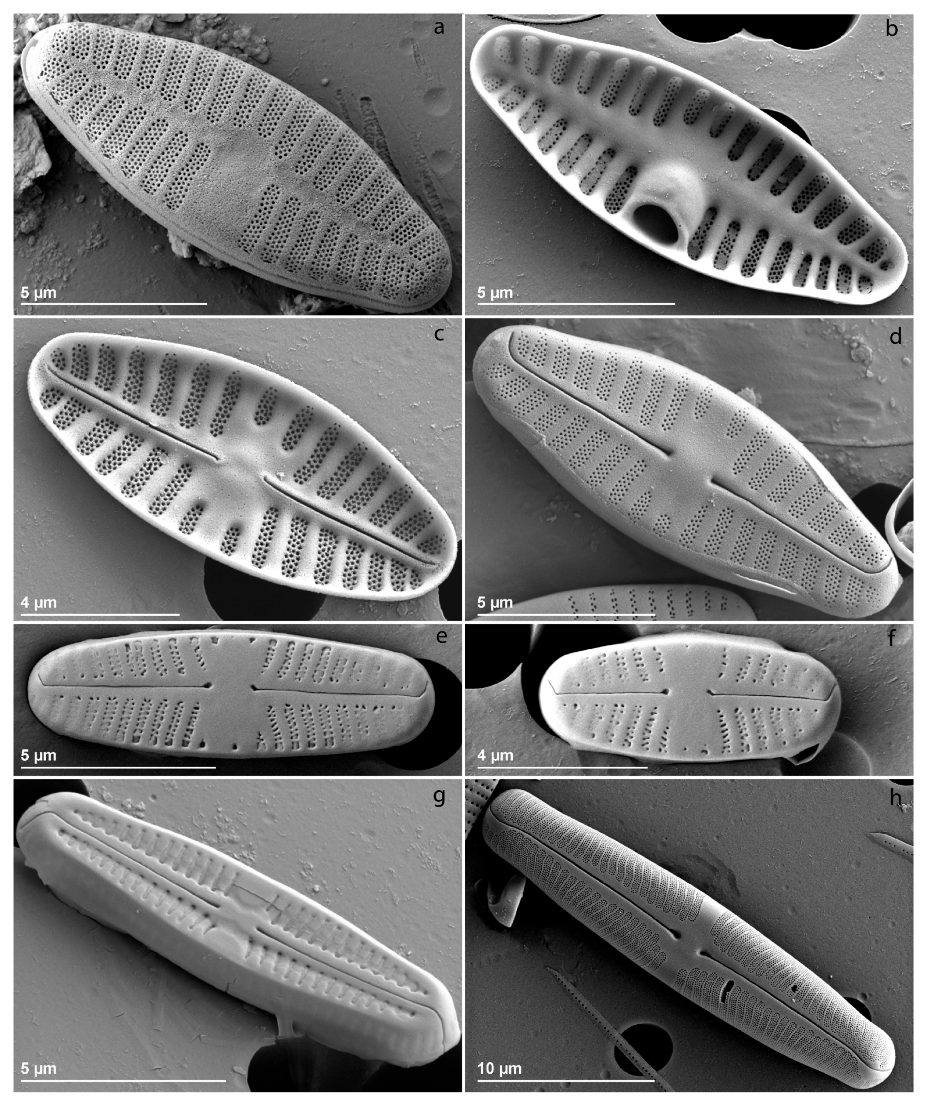 Diversity 15 00283 g007