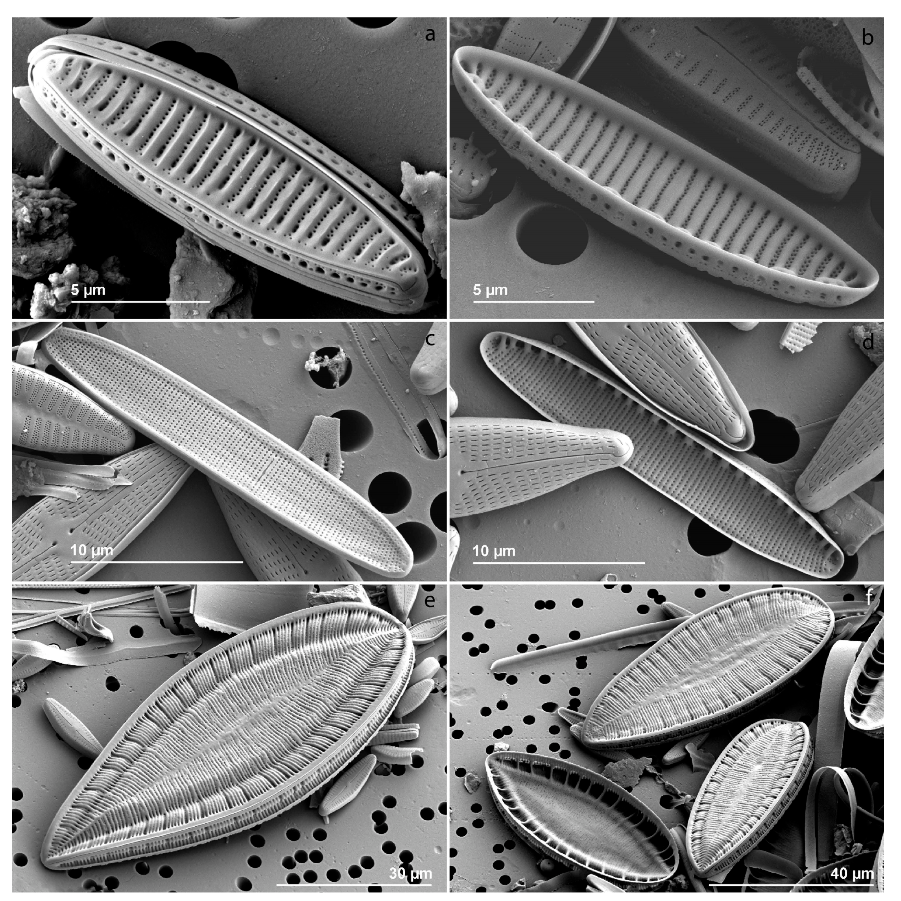 Diversity 15 00283 g009