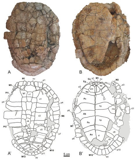 Notice sur les reptiles fossiles des dépôts fluvio-lacustres
