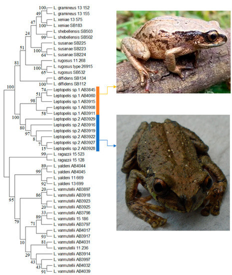 New staple-size frog from Madagascar is one of the tiniest ever discovered
