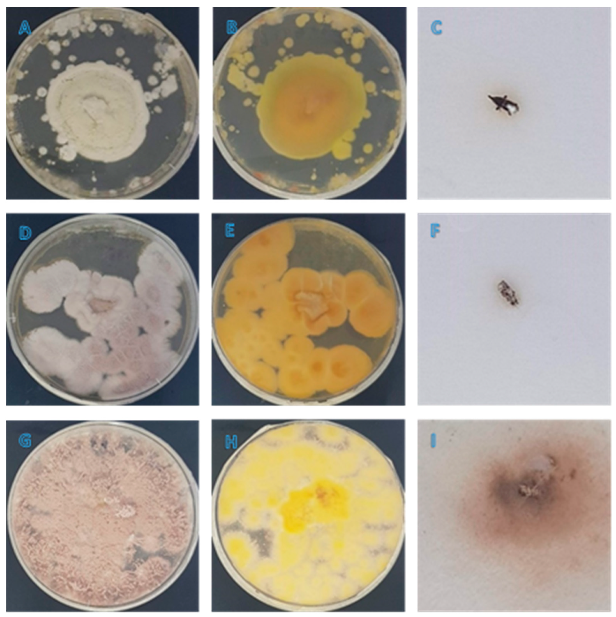 Diversity 15 00312 g002