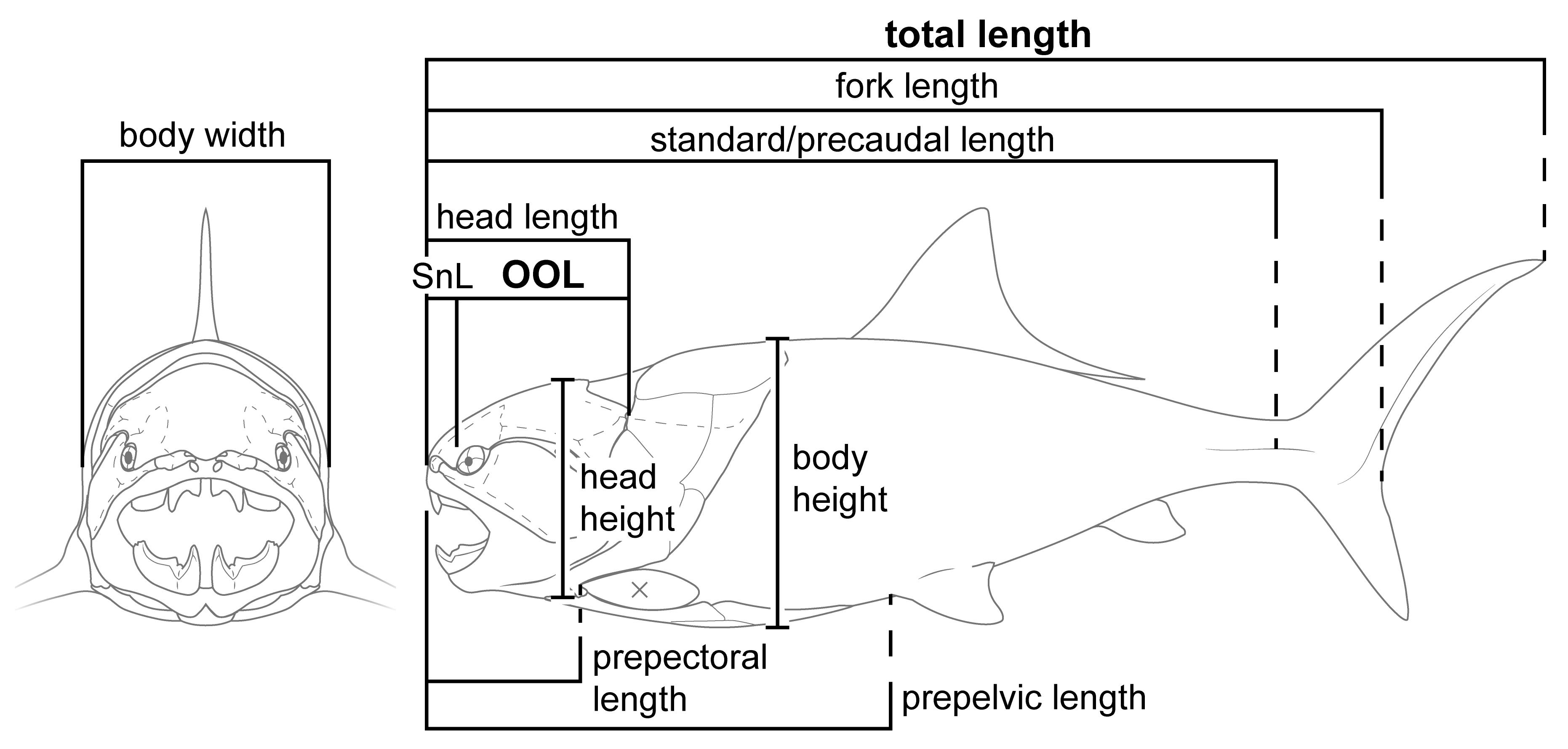 Common fish scale types. Dimensions given below are image length and