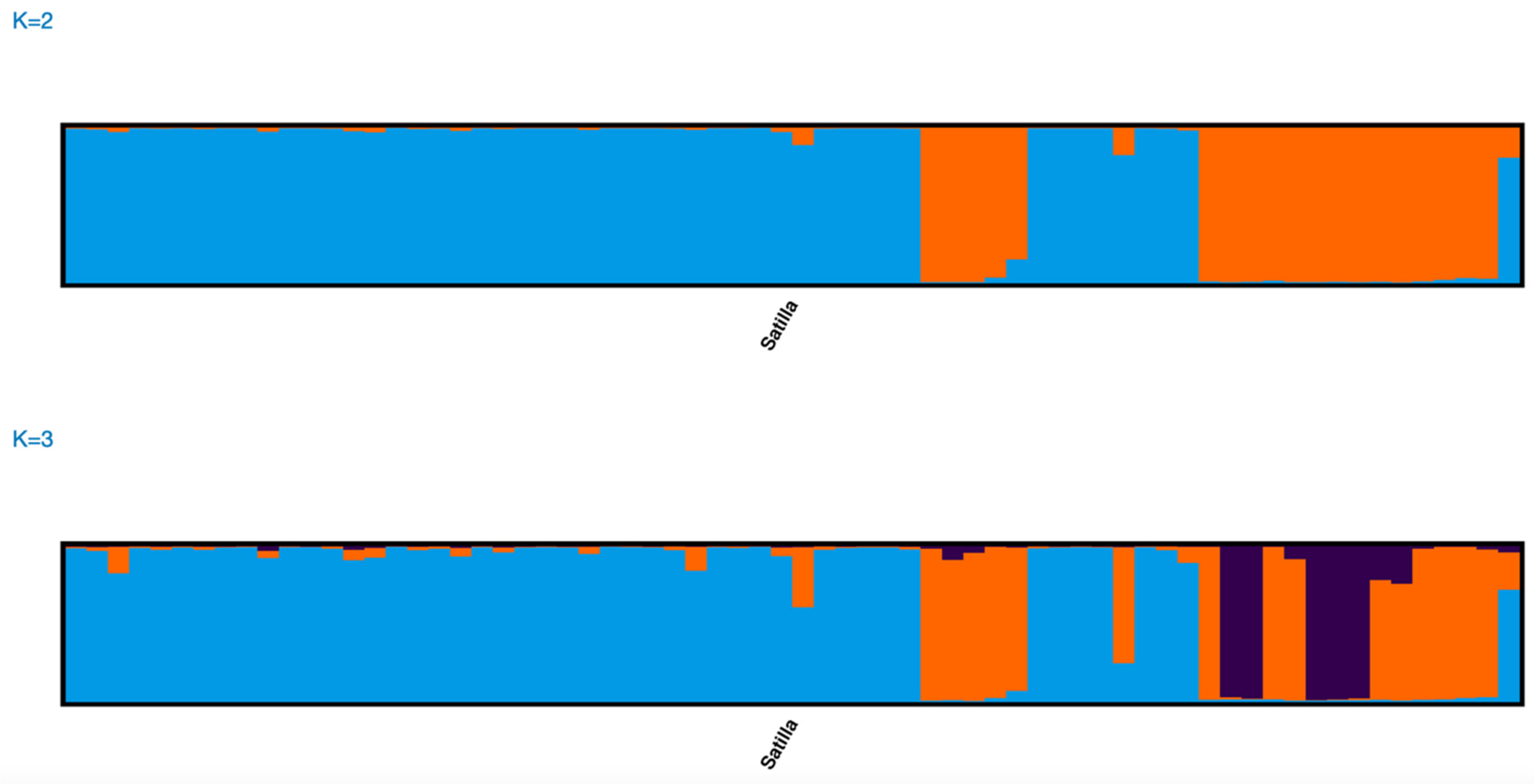 Diversity Free Full Text Two Distinct Life History Strategies Of Atlantic Sturgeon In The 2160