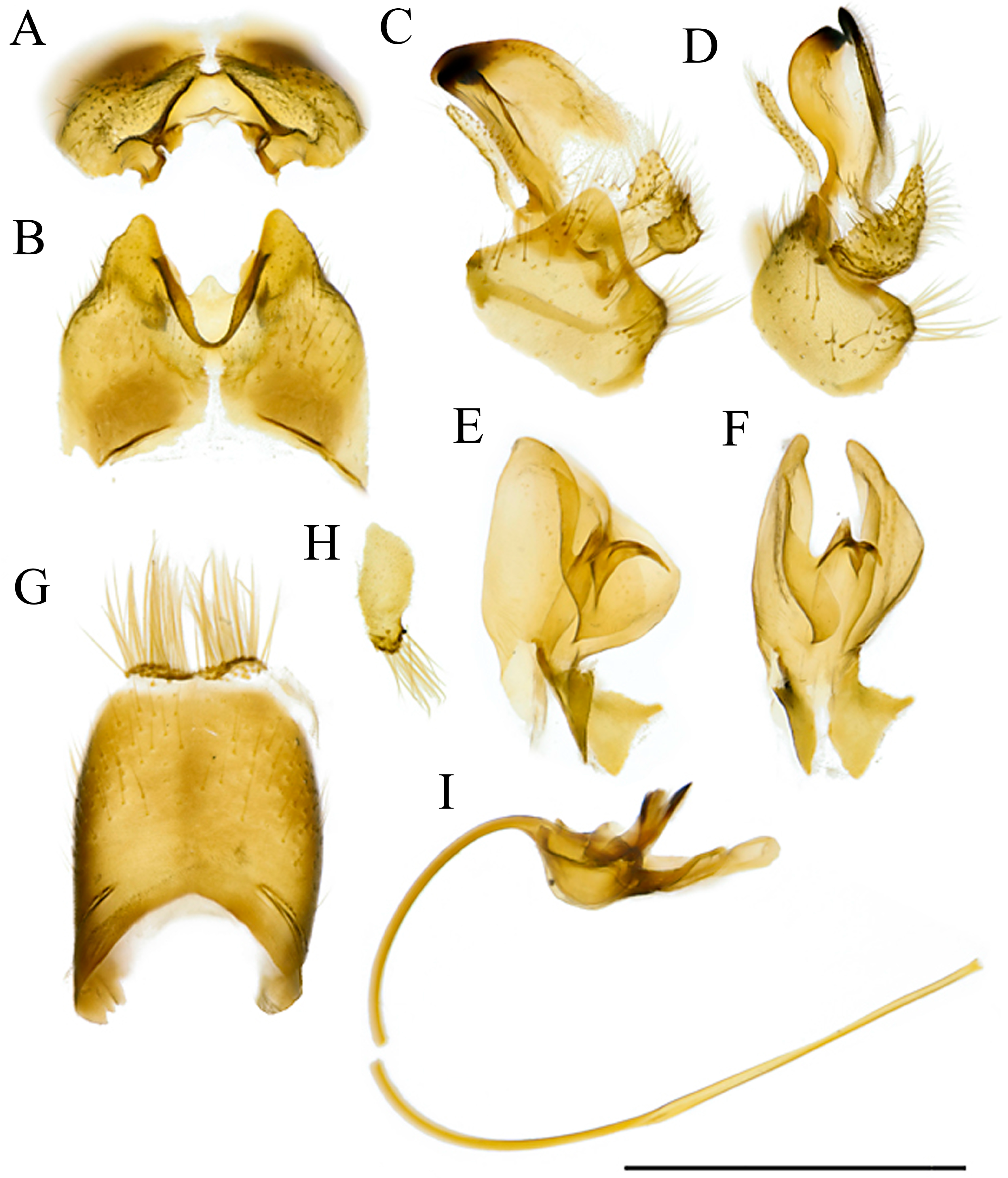 Diversity | Free Full-Text | Contribution to the Knowledge of  Cylindrotomidae, Pediciidae and Tipulidae (Diptera: Tipuloidea): First  Records of 86 Species from Various European Countries