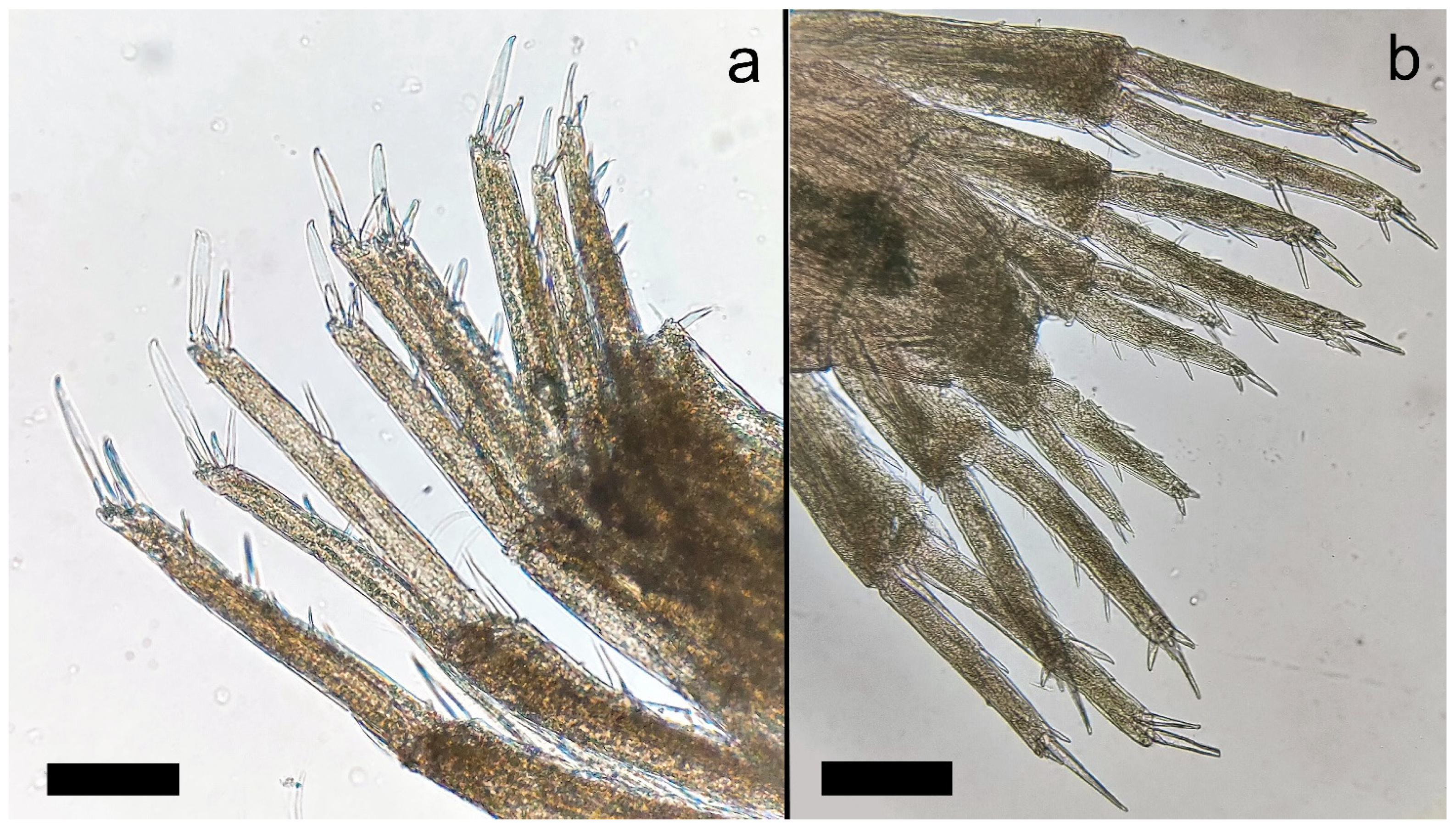 Diversity 15 00358 g007 Diversity 15 00358 g007