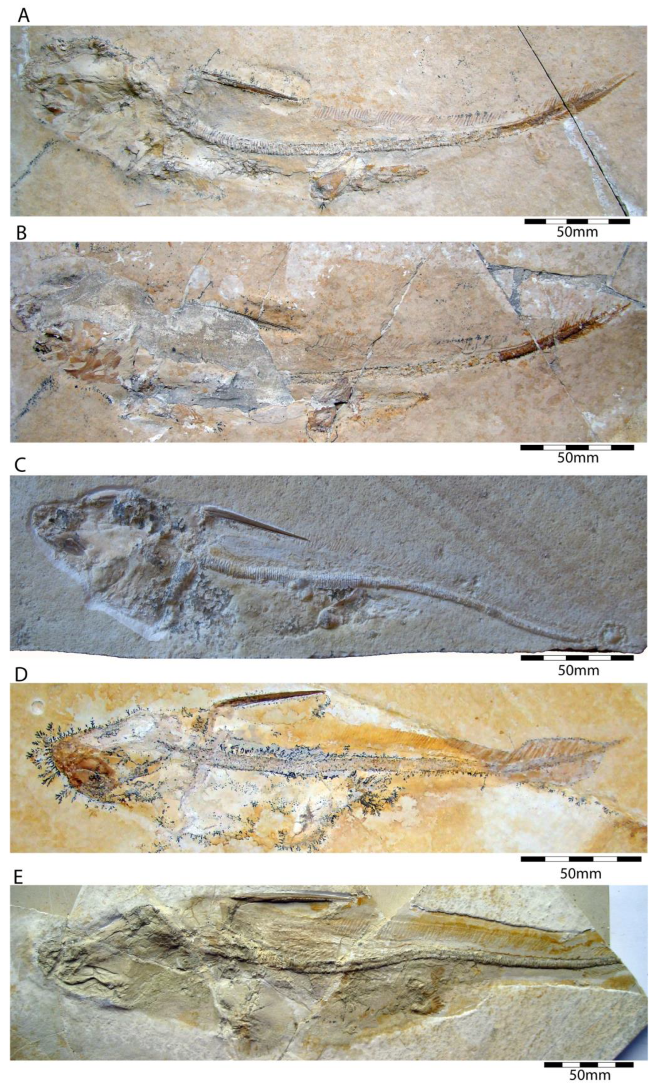 Diversity | Free Full-Text | A Synoptic Review of the Cartilaginous Fishes  (Chondrichthyes: Holocephali, Elasmobranchii) from the Upper Jurassic  Konservat-Lagerst&auml;tten of Southern Germany: Taxonomy, Diversity, and  Faunal Relationships