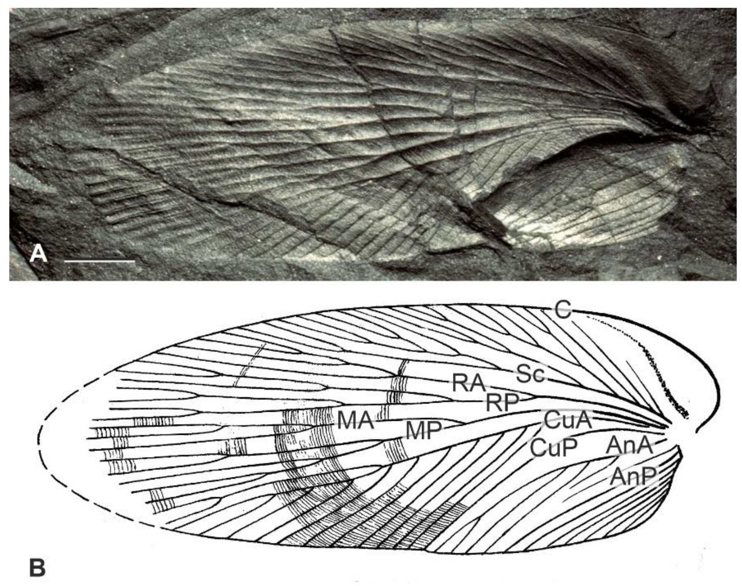Diversity 15 00429 g003 Diversity 15 00429 g003