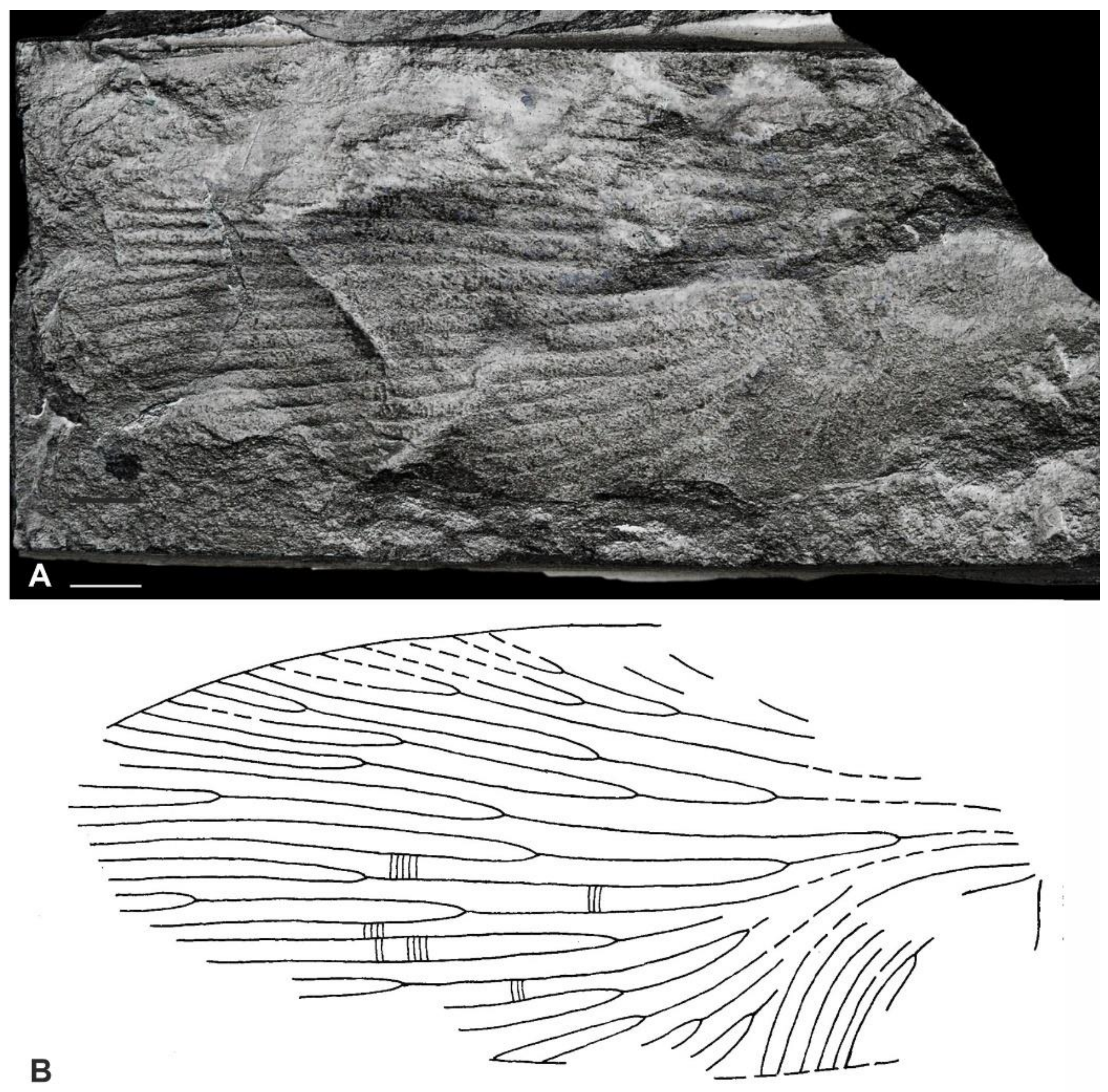 Diversity 15 00429 g005 Diversity 15 00429 g005