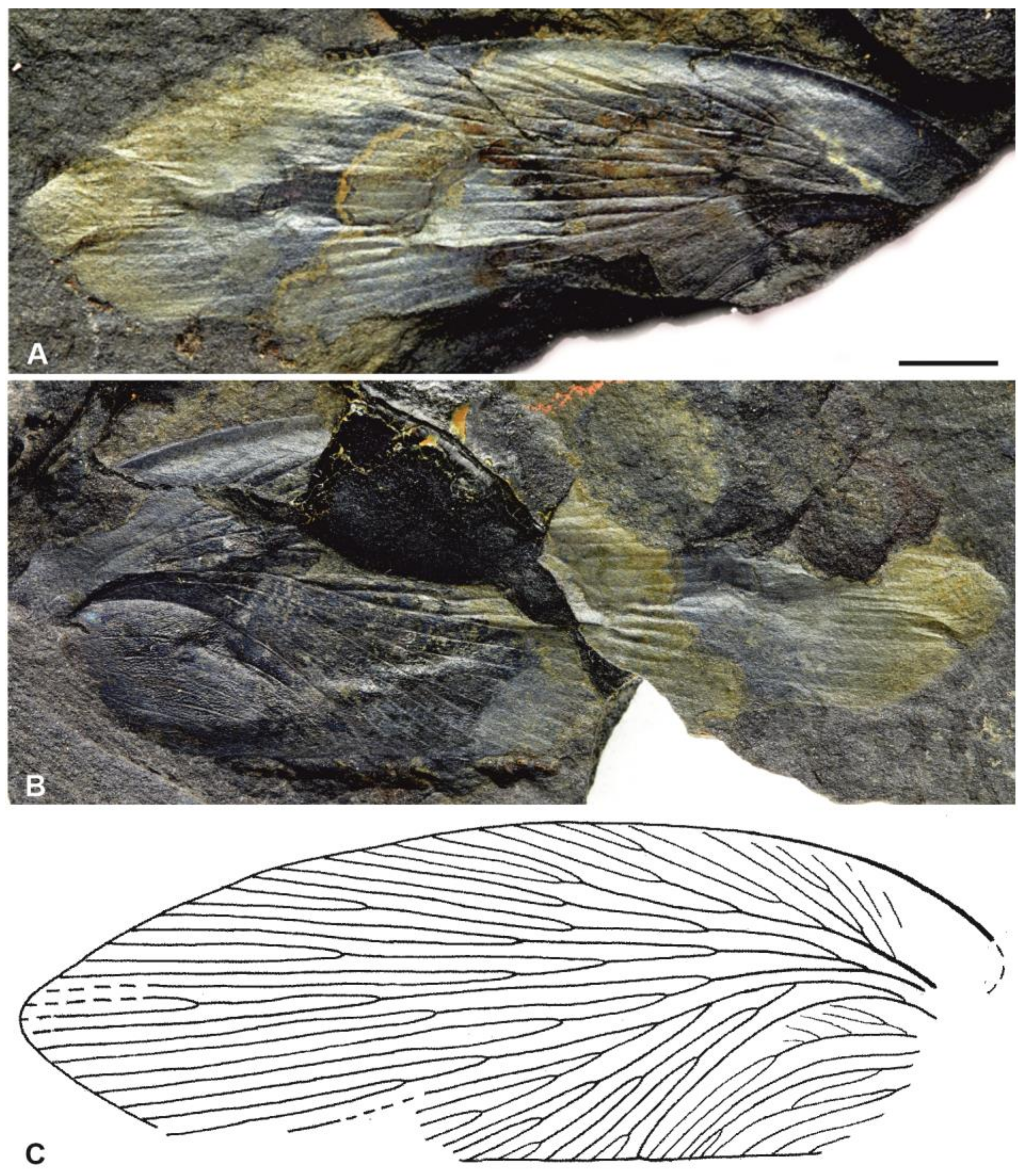 Diversity 15 00429 g008 Diversity 15 00429 g008