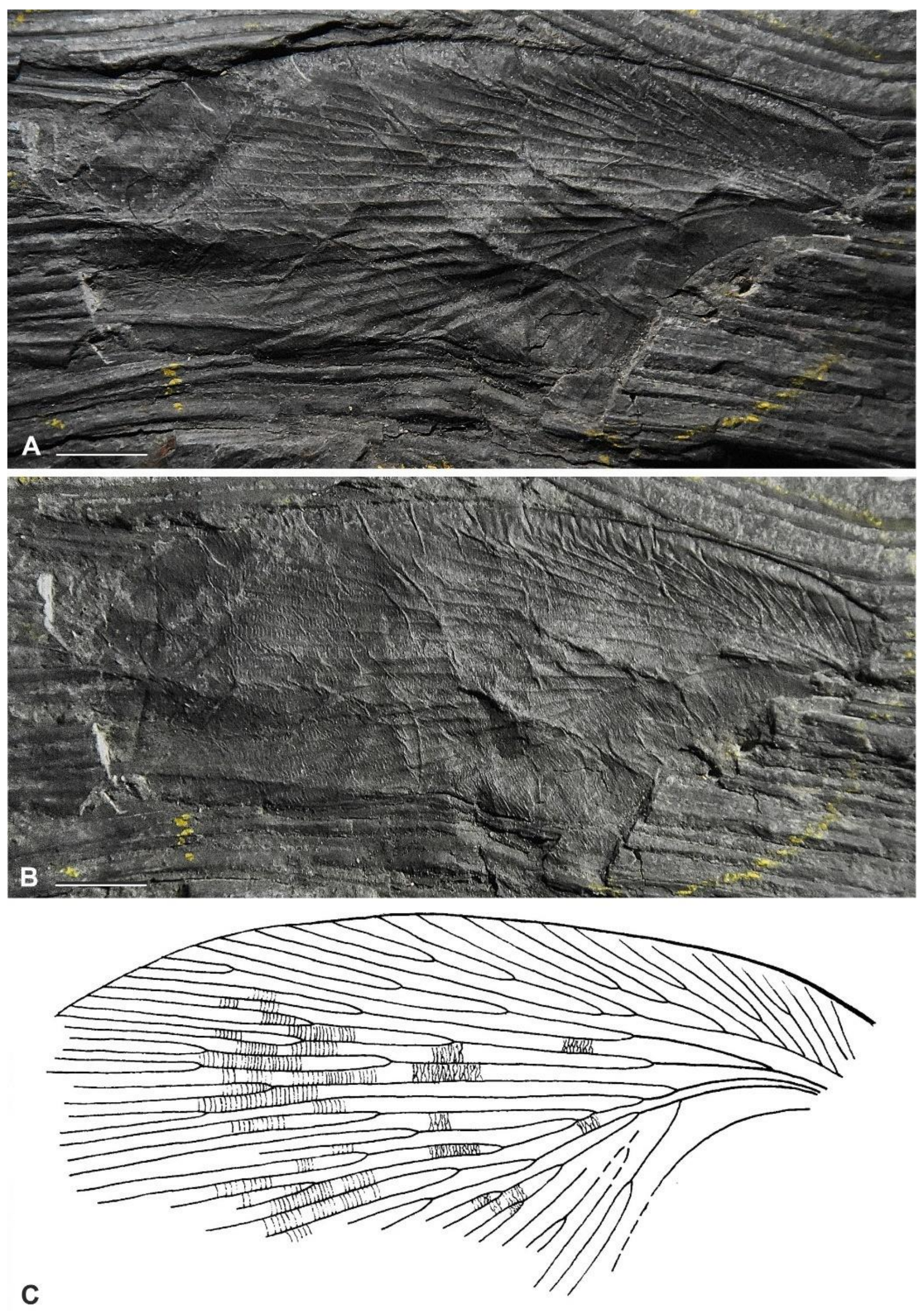 Diversity 15 00429 g010 Diversity 15 00429 g010