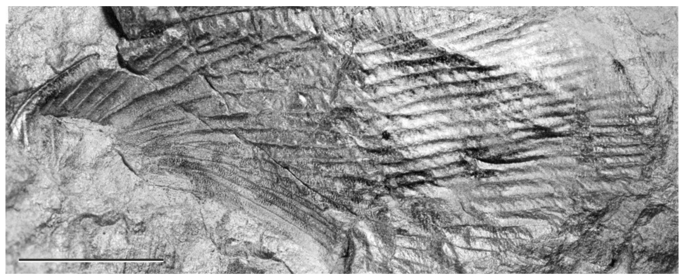 Diversity 15 00429 g015 Diversity 15 00429 g015