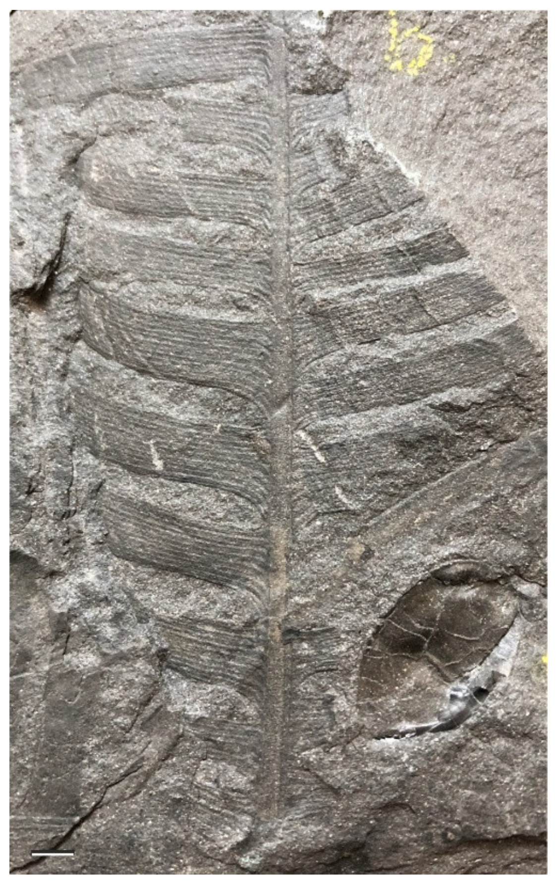 Diversity 15 00429 g018 Diversity 15 00429 g018