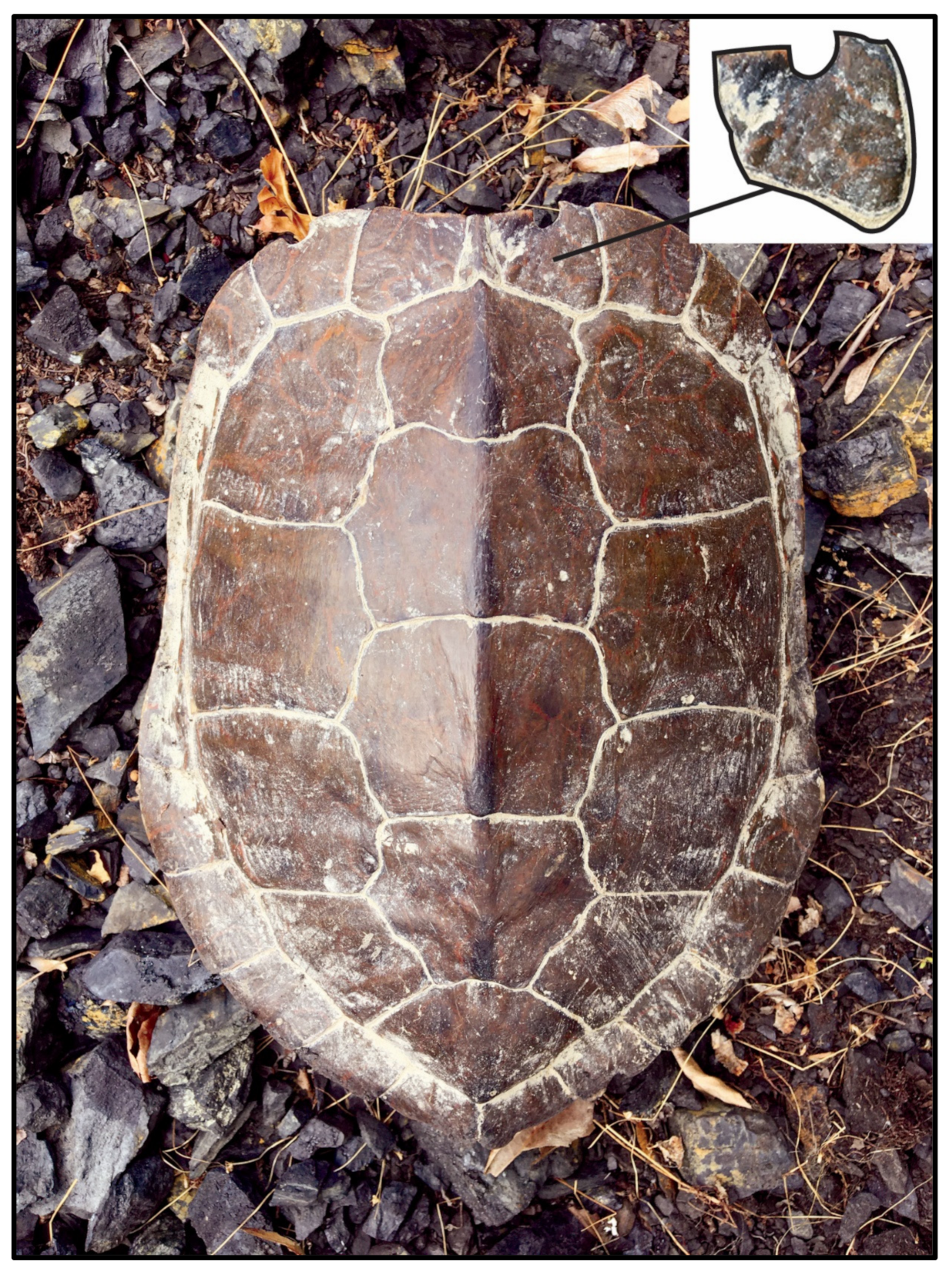 Diversity 15 00444 g003 Diversity 15 00444 g003