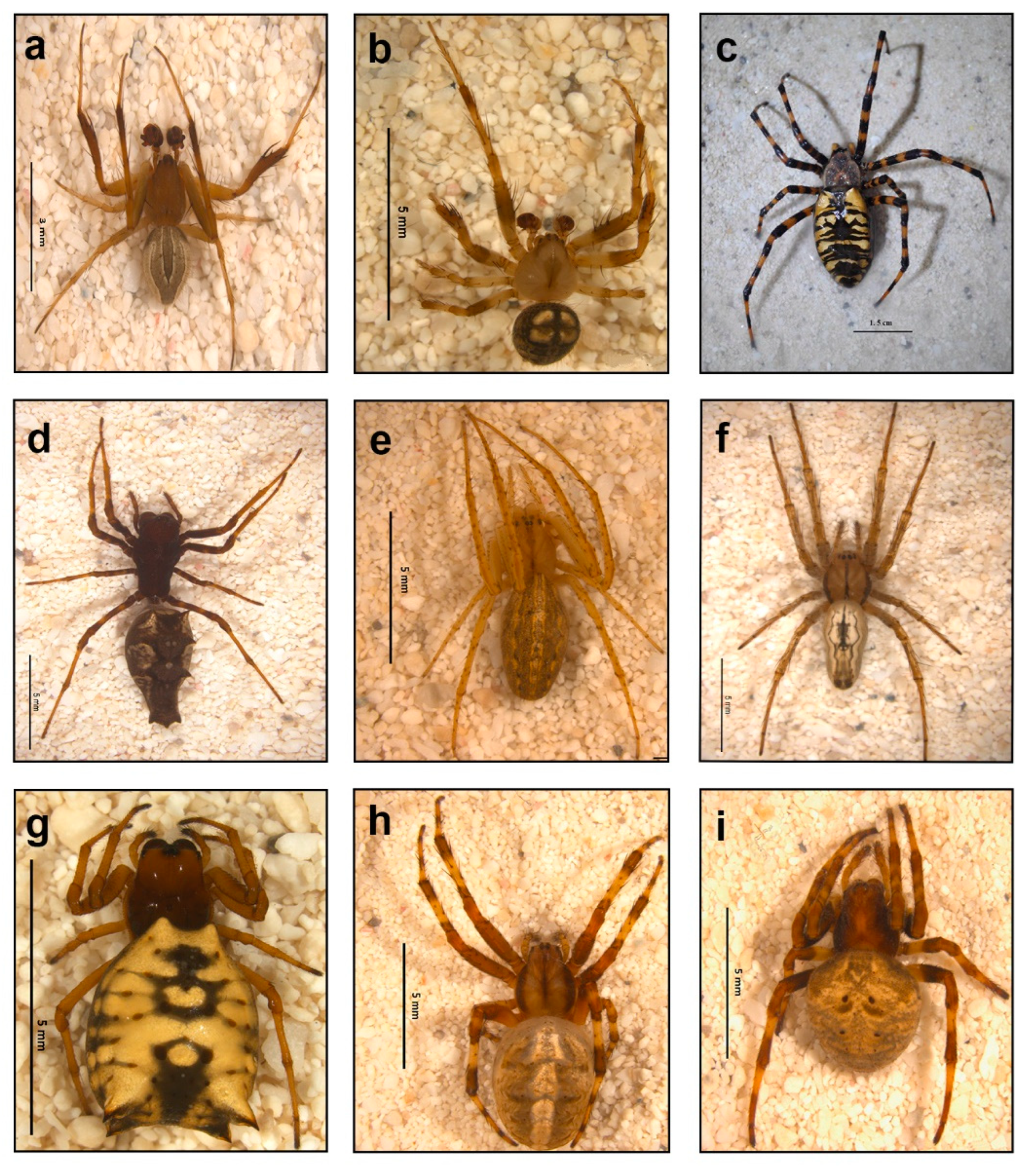 Molecular identification of spiders preying on Empoasca vitis in a tea  plantation