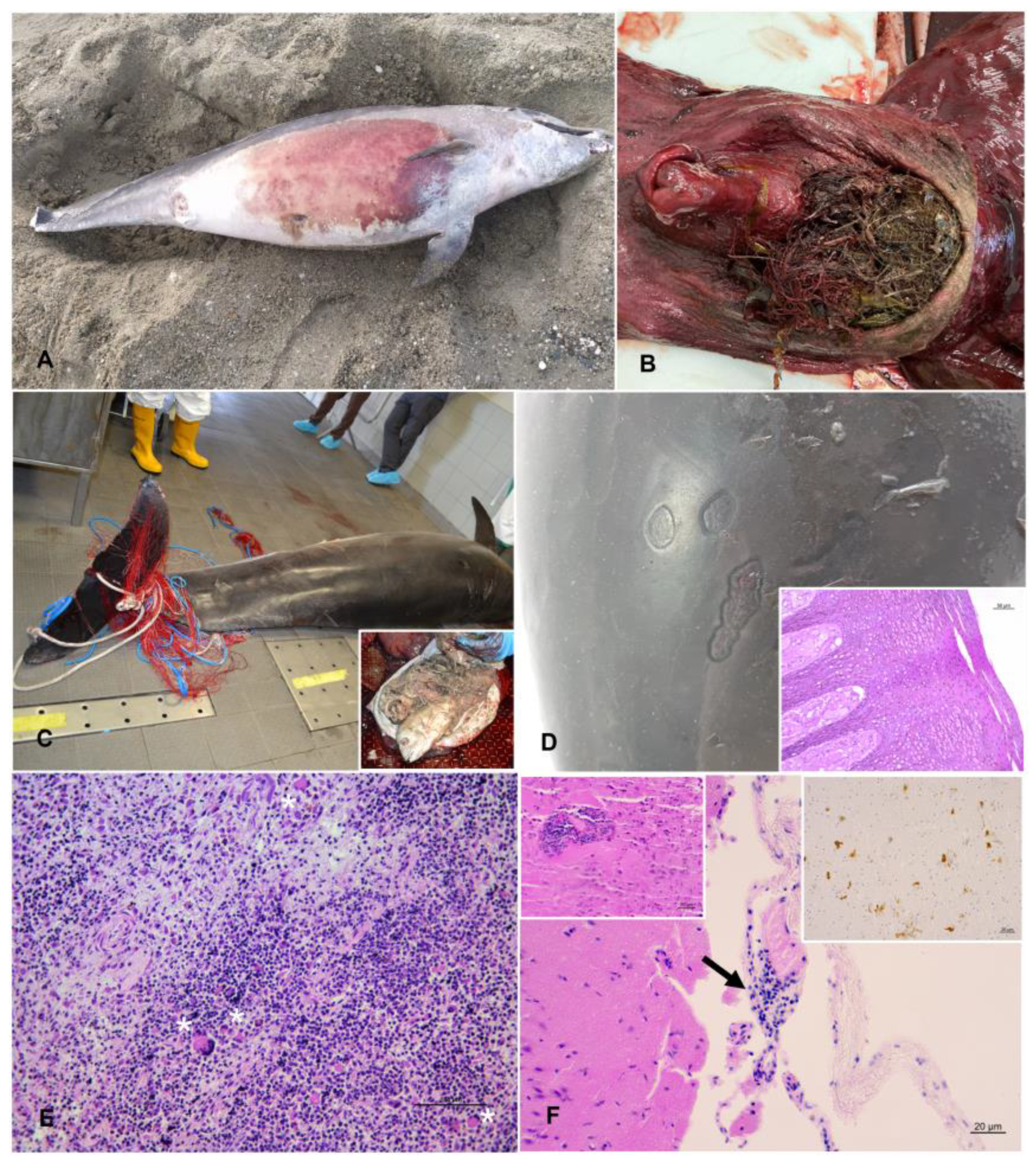 Diversity 15 00569 g002 Diversity 15 00569 g002